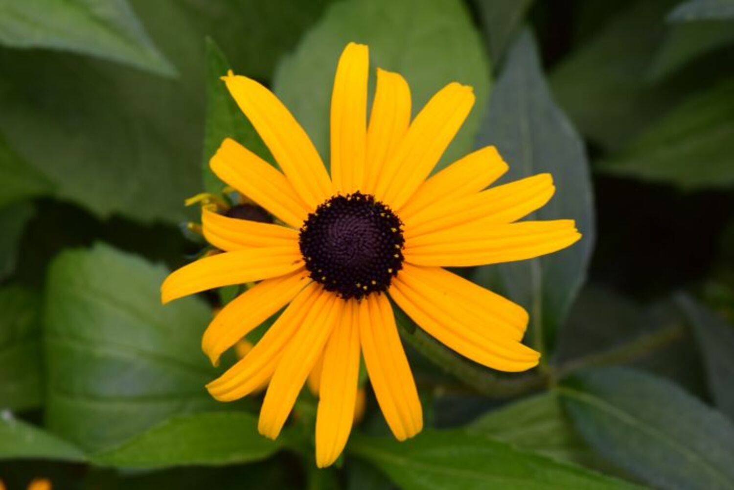 Rudbeckia f. 'Goldsturm' from our grower