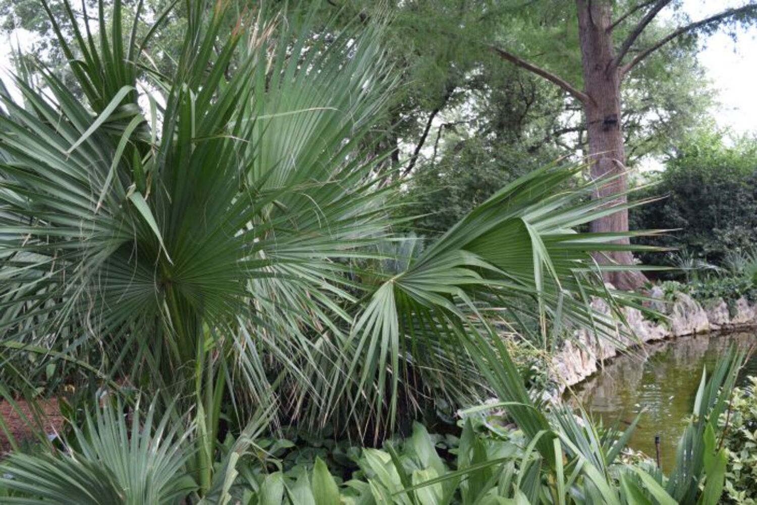 Sabal minor from our grower