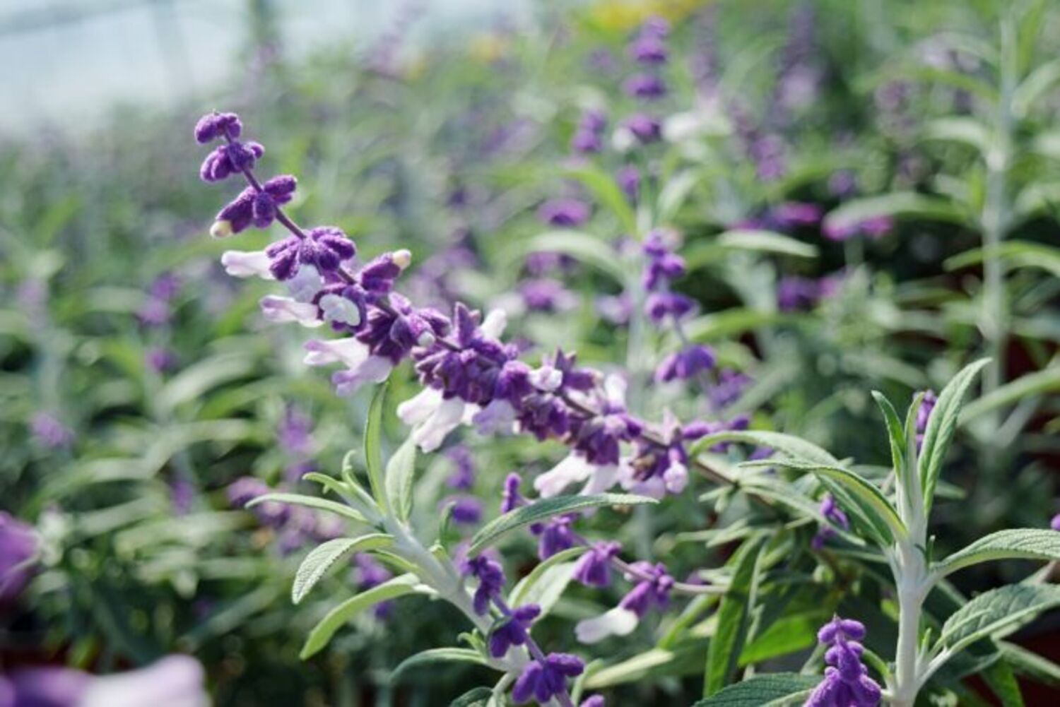 Salvia leucantha from our grower