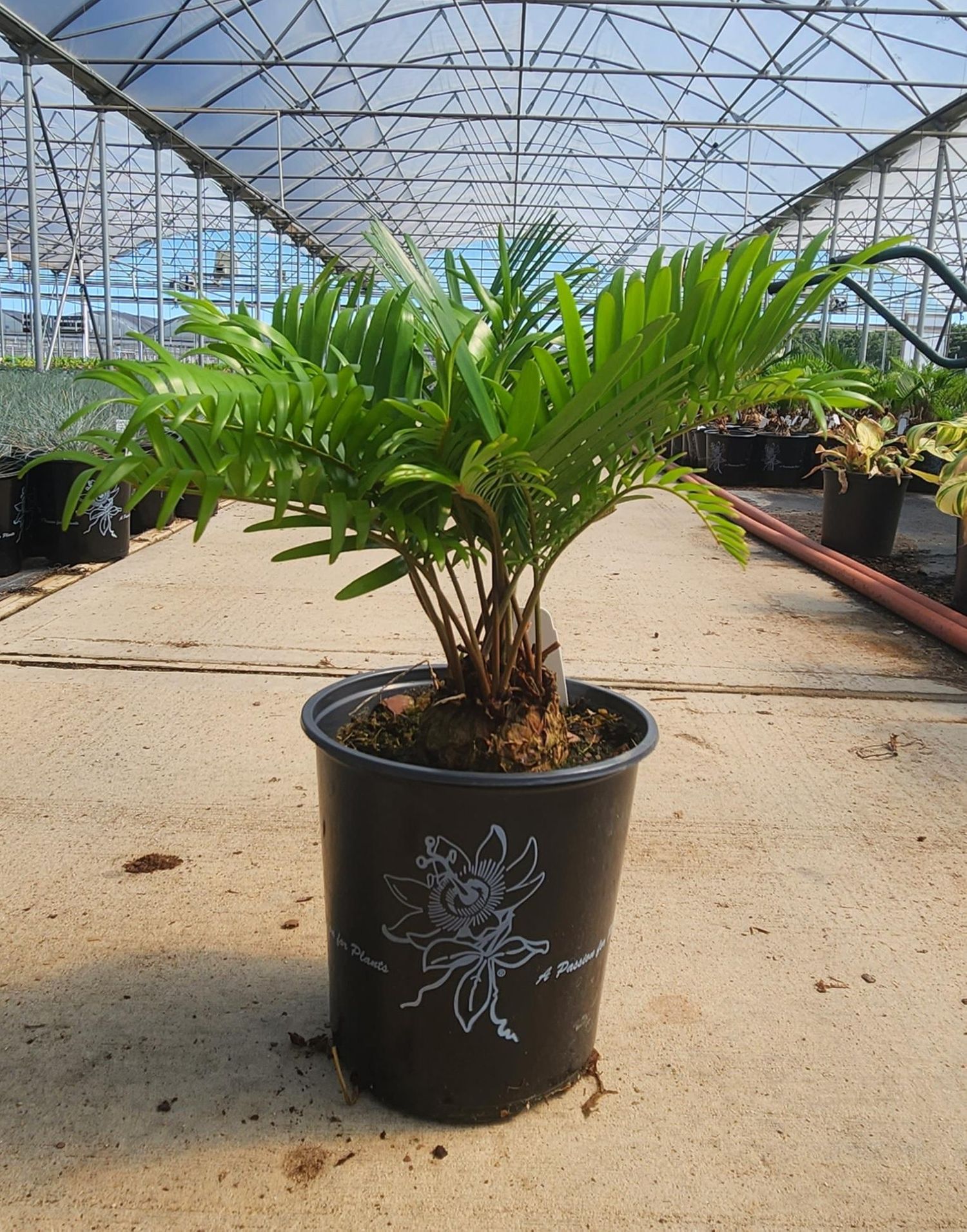 Zamia floridiana from our grower