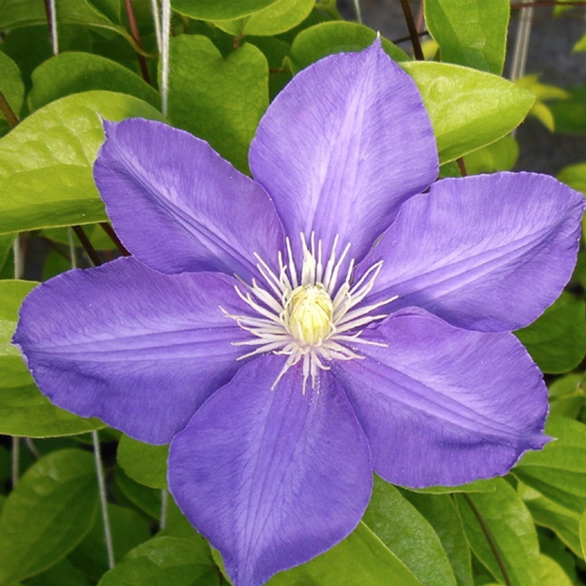 Clematis 'HF Young' from our grower