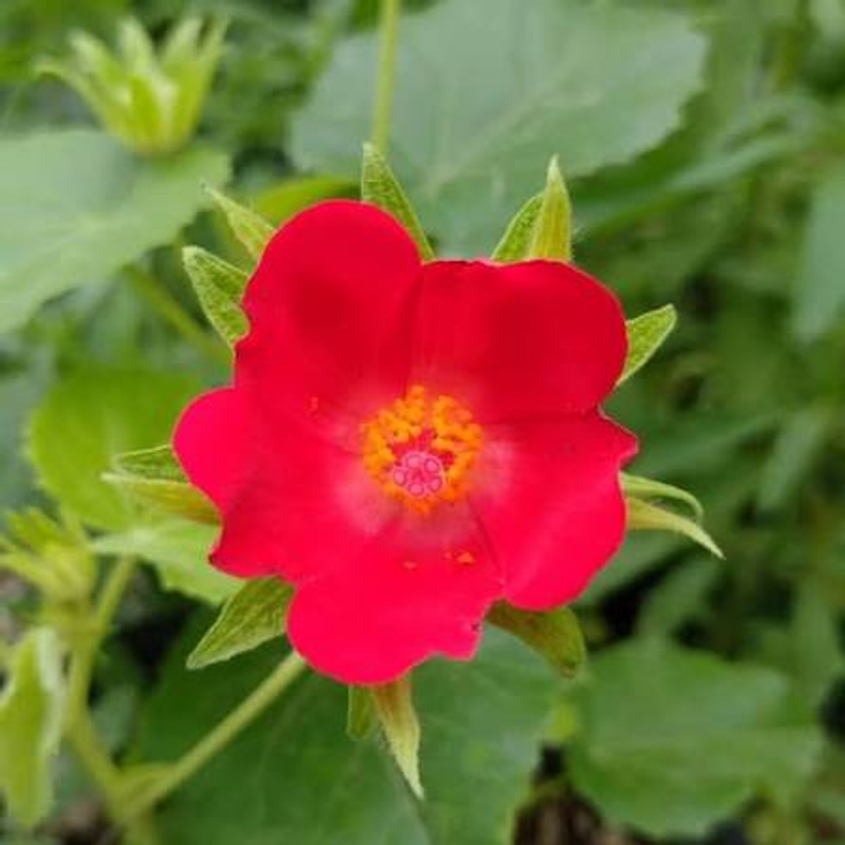 Hibiscus martianus from our grower