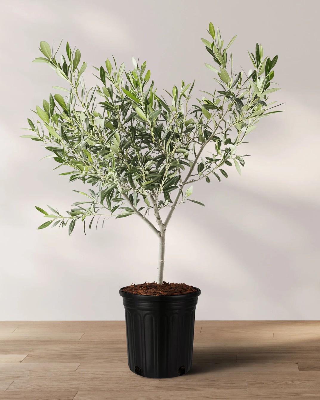 Olea europaea 'arbequina' from our grower