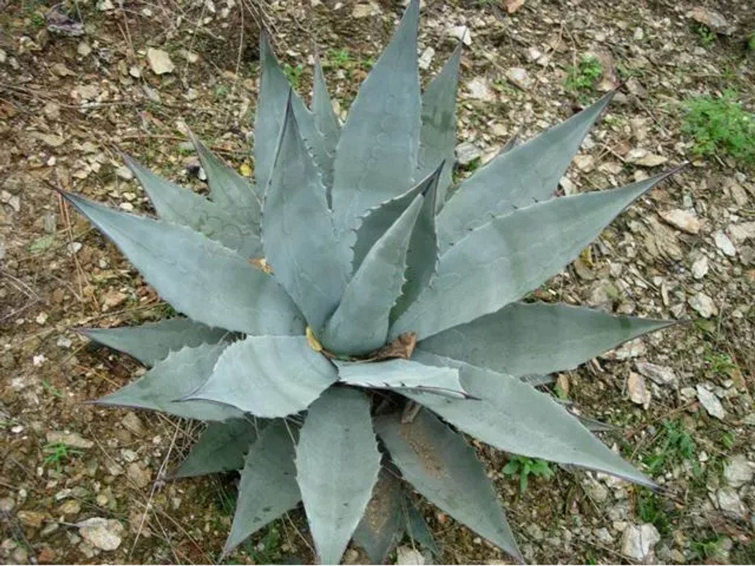 Agave chrysantha 'Giant' from our grower