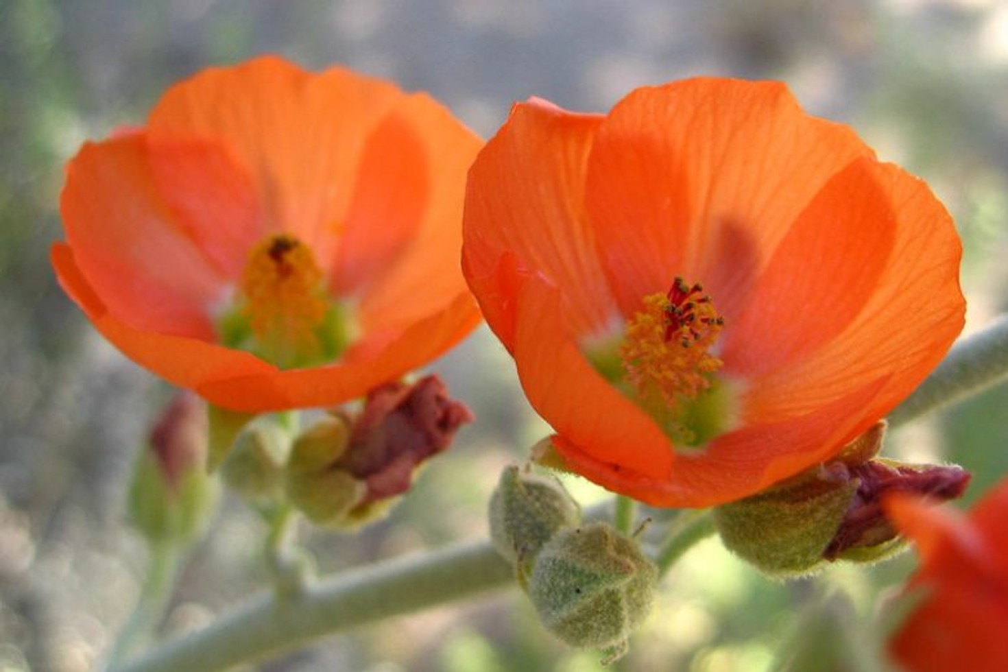 Sphaeralcea ambigua 'Desert Globemallow' from our grower