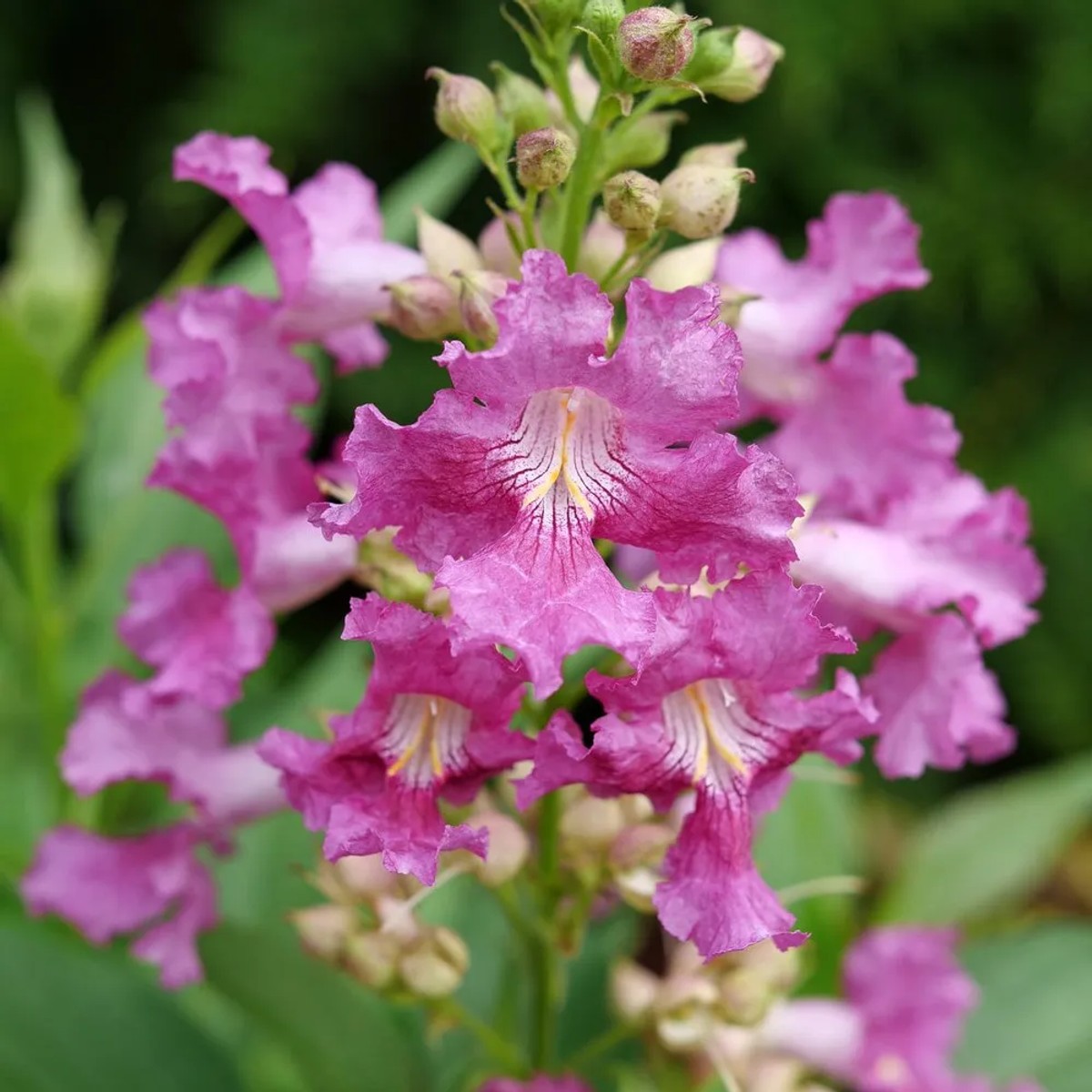 Chitalpa 'El Nino' PW® from our grower