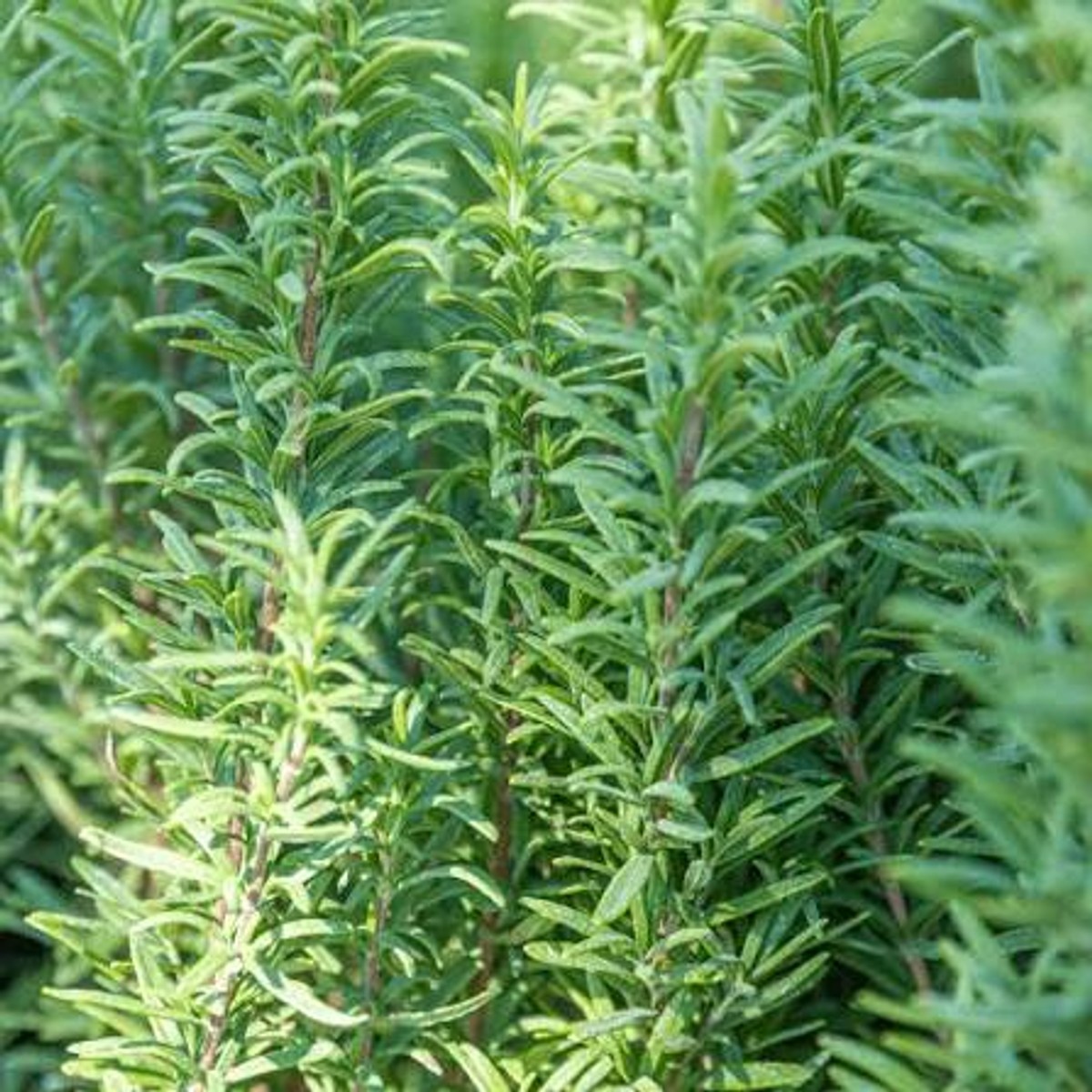 Rosmarinus Upright from our grower