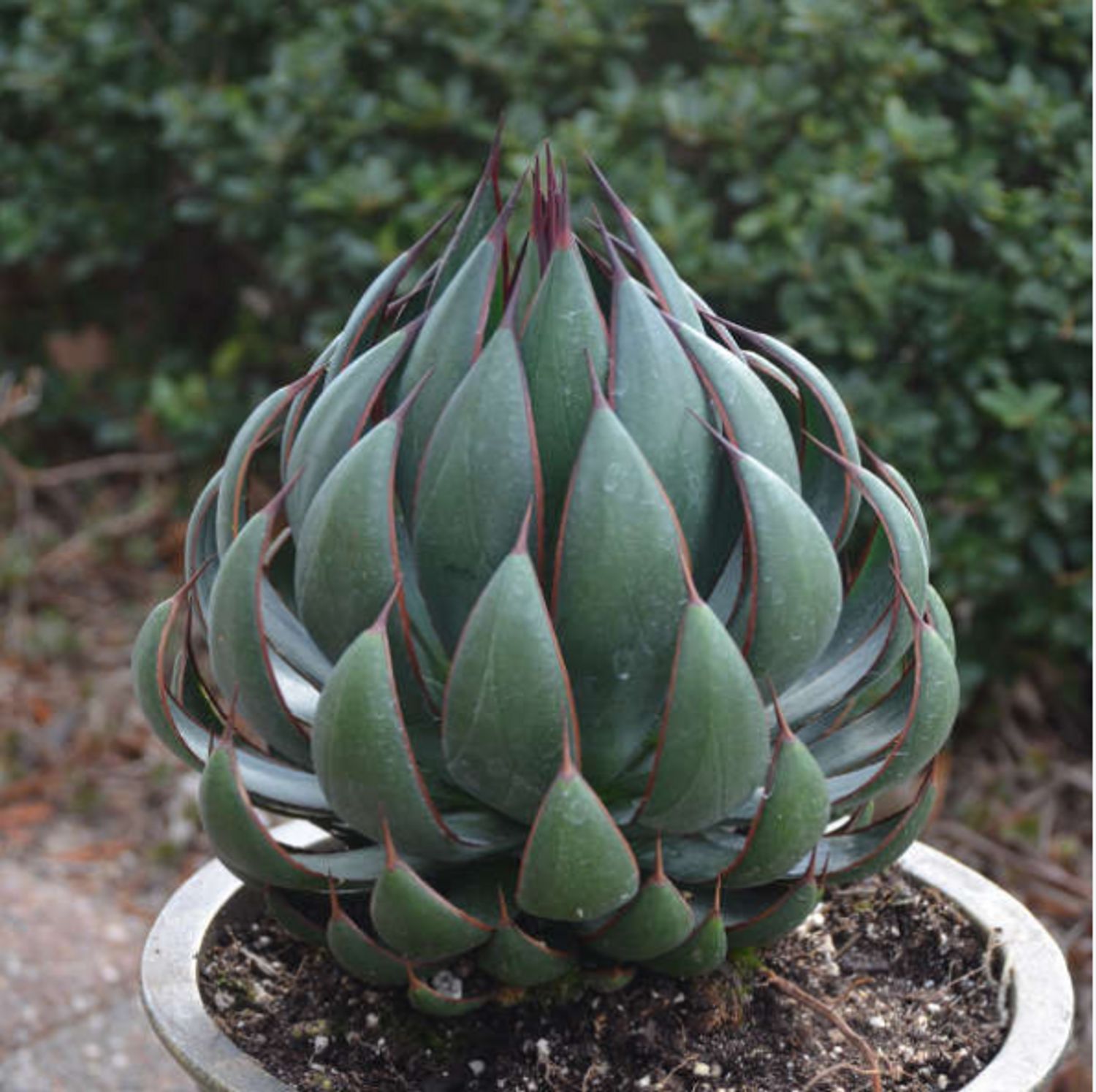 Mangave Mad About Mangave® 'Praying Hands' from our grower