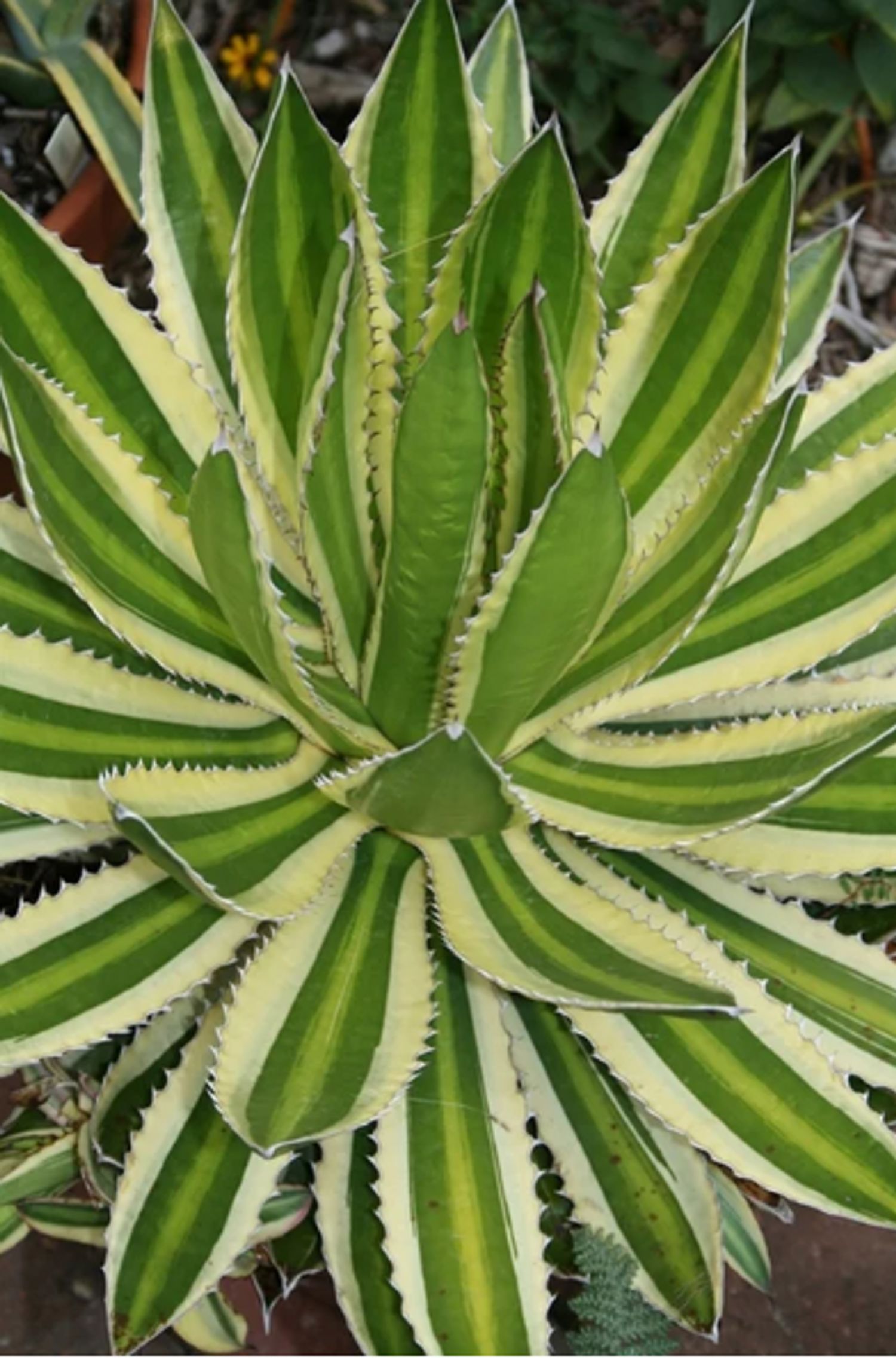 Agave ocahui var. Longifolia from our grower