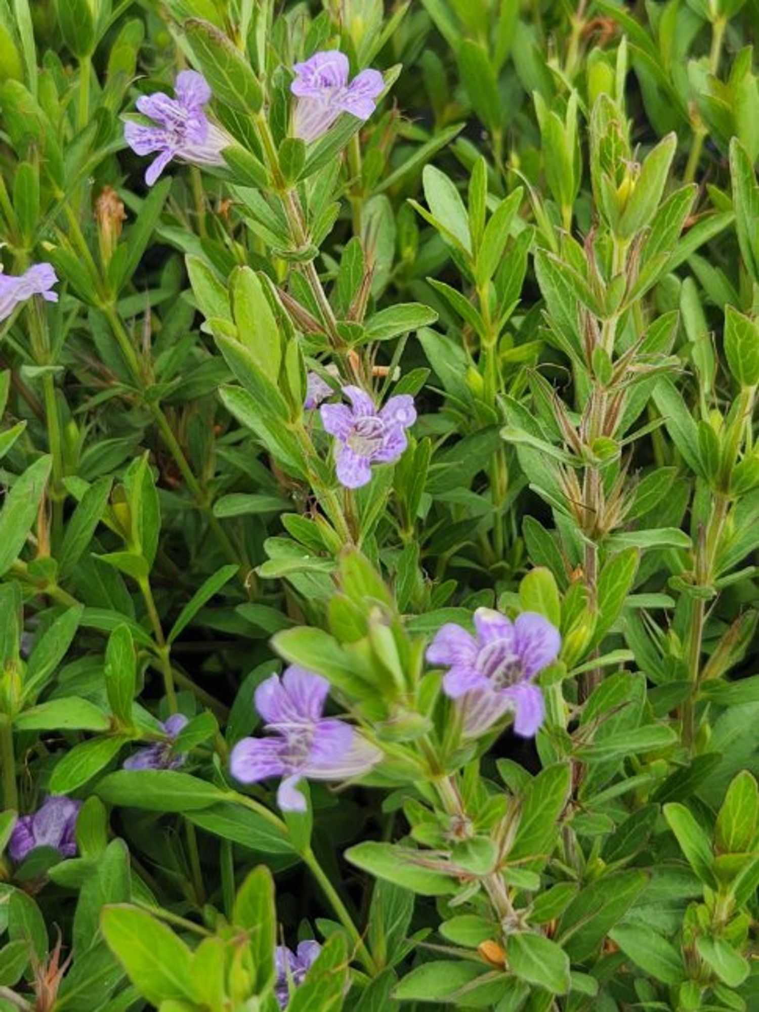 Dyschoriste linearis 'Wide Leaf' "Snake Herb" from our grower