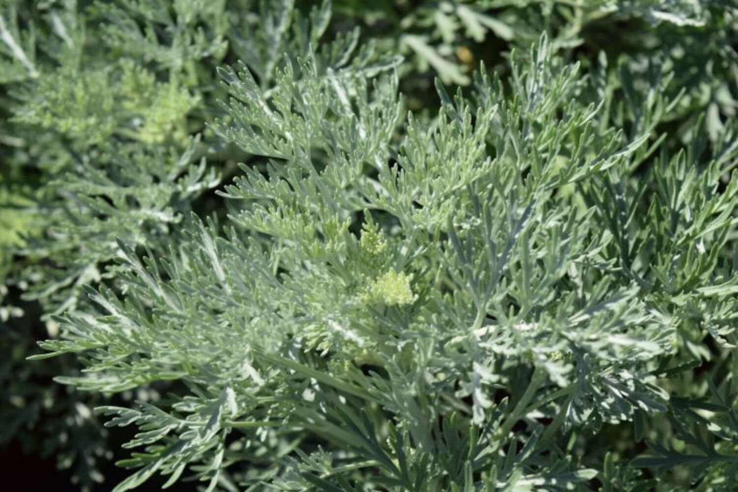 Artemisia x 'Powis Castle' from our grower