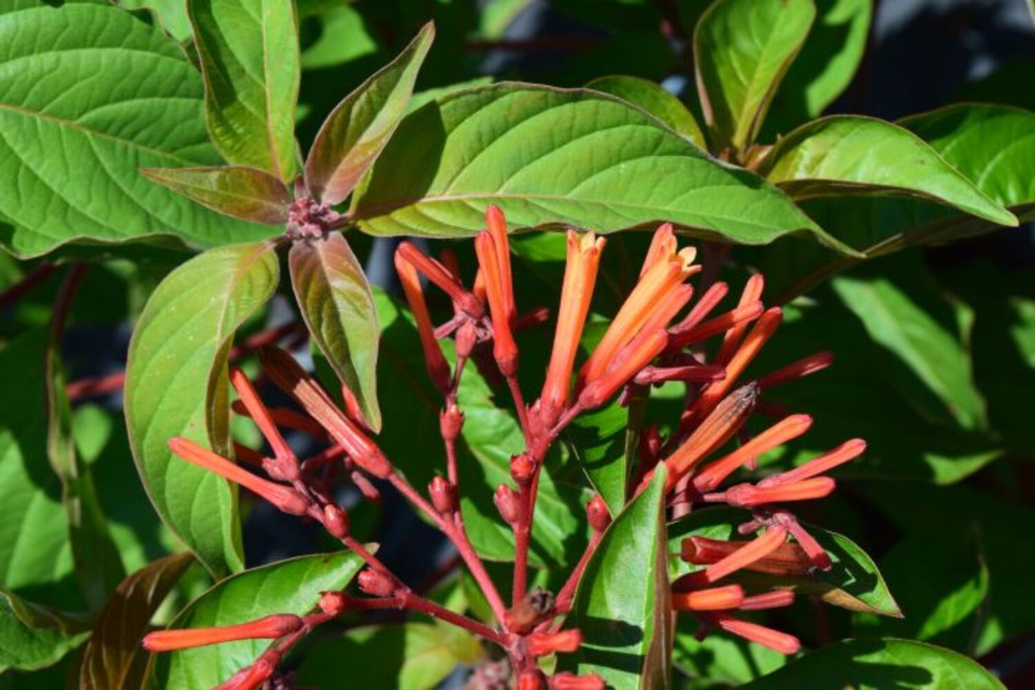 Hamelia patens "Dwarf Firebush" from our grower