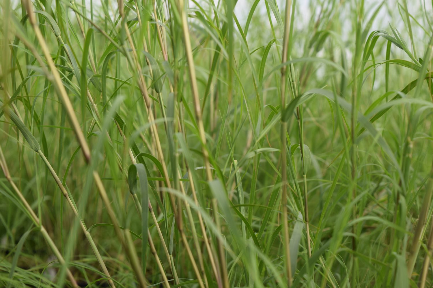 Muhlenbergia dumosa from our grower