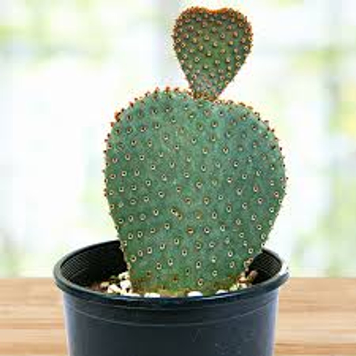 Opuntia basilaris 'Beavertail Pricklypear'(7b) from our grower