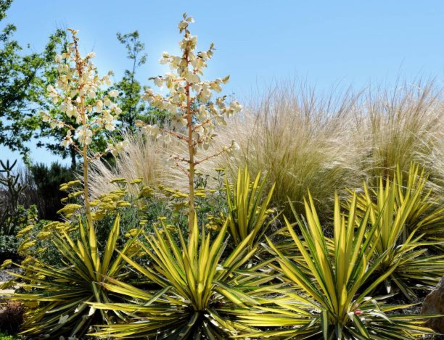 Yucca f. 'Color Guard' (4) from our grower