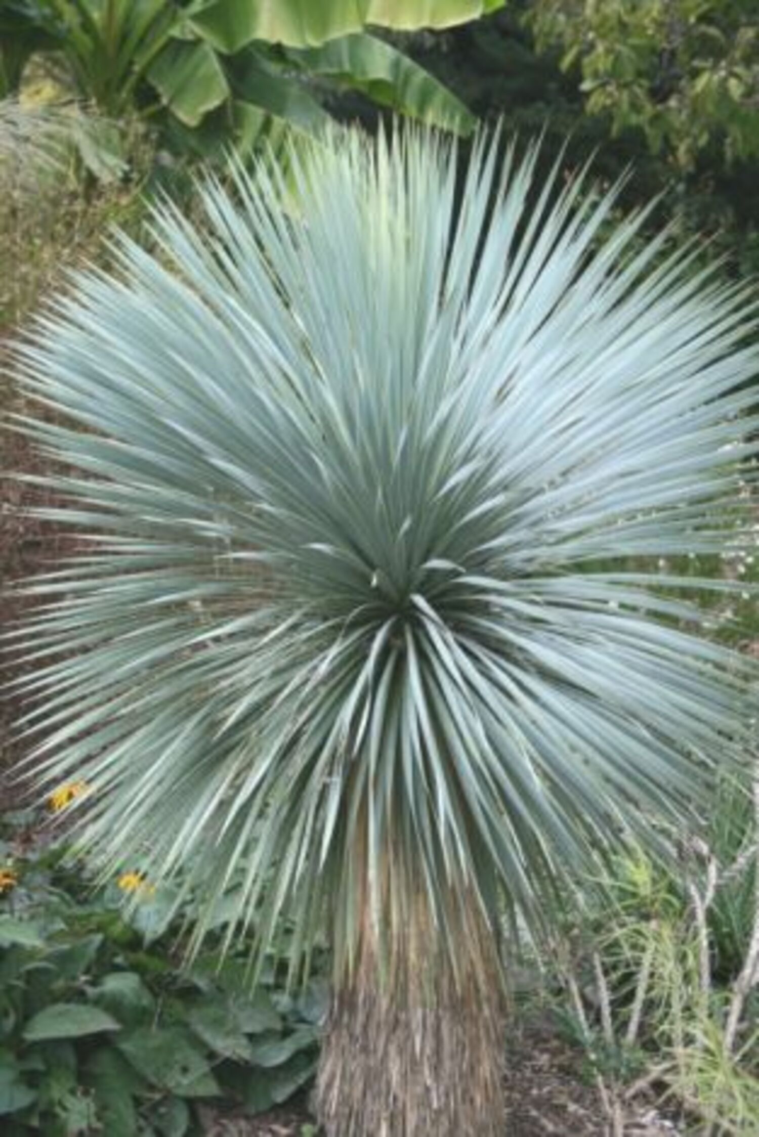 Yucca rostrata (7a) from our grower