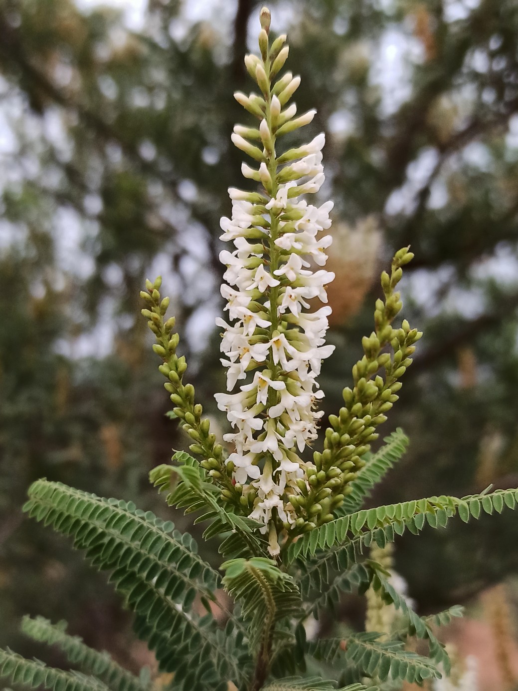 Eysenhardtia texana "Texas Kidney wood" from our grower