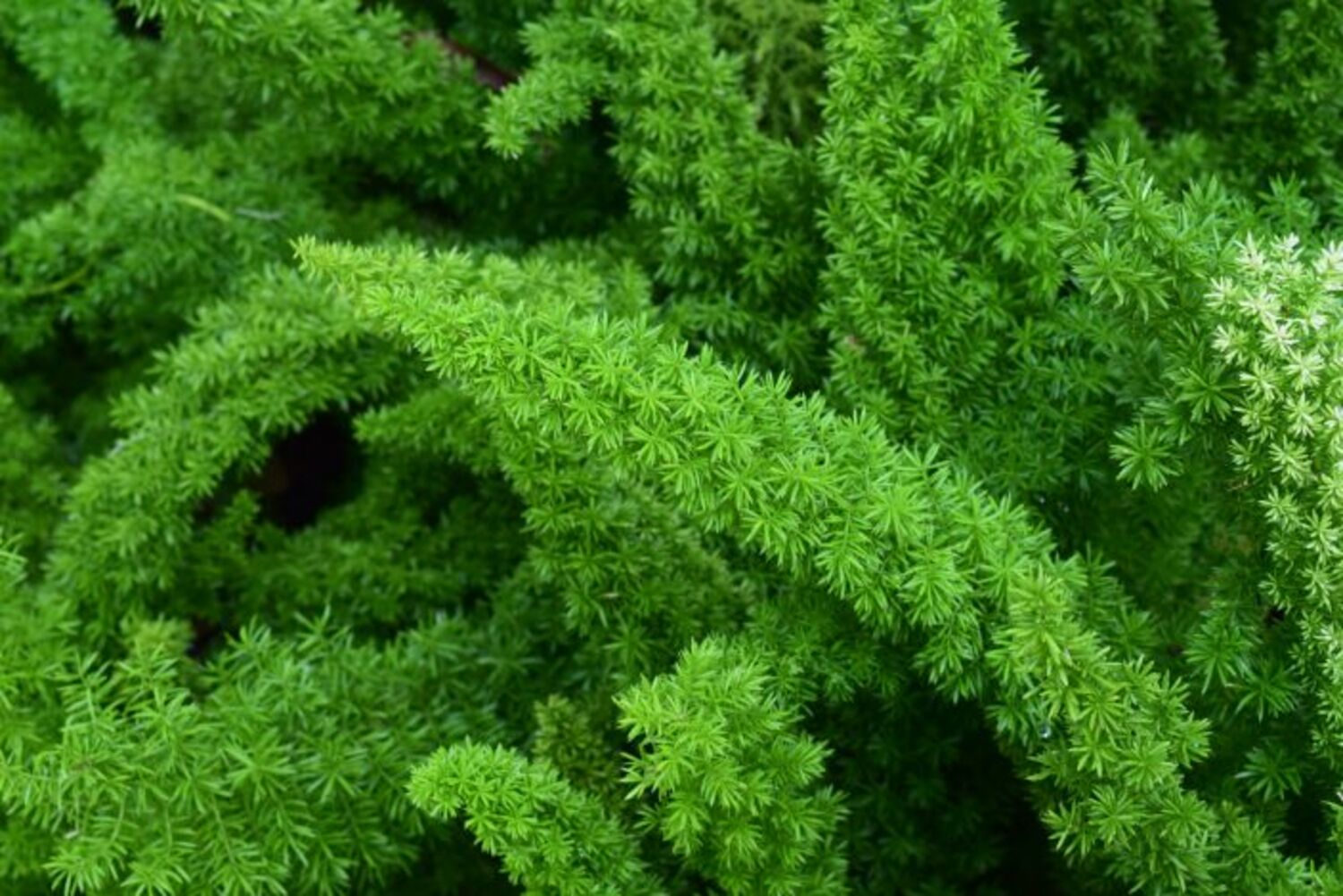Asparagus d.'Myersii' "FoxTail Fern" for sale in Dallas–Fort Worth
