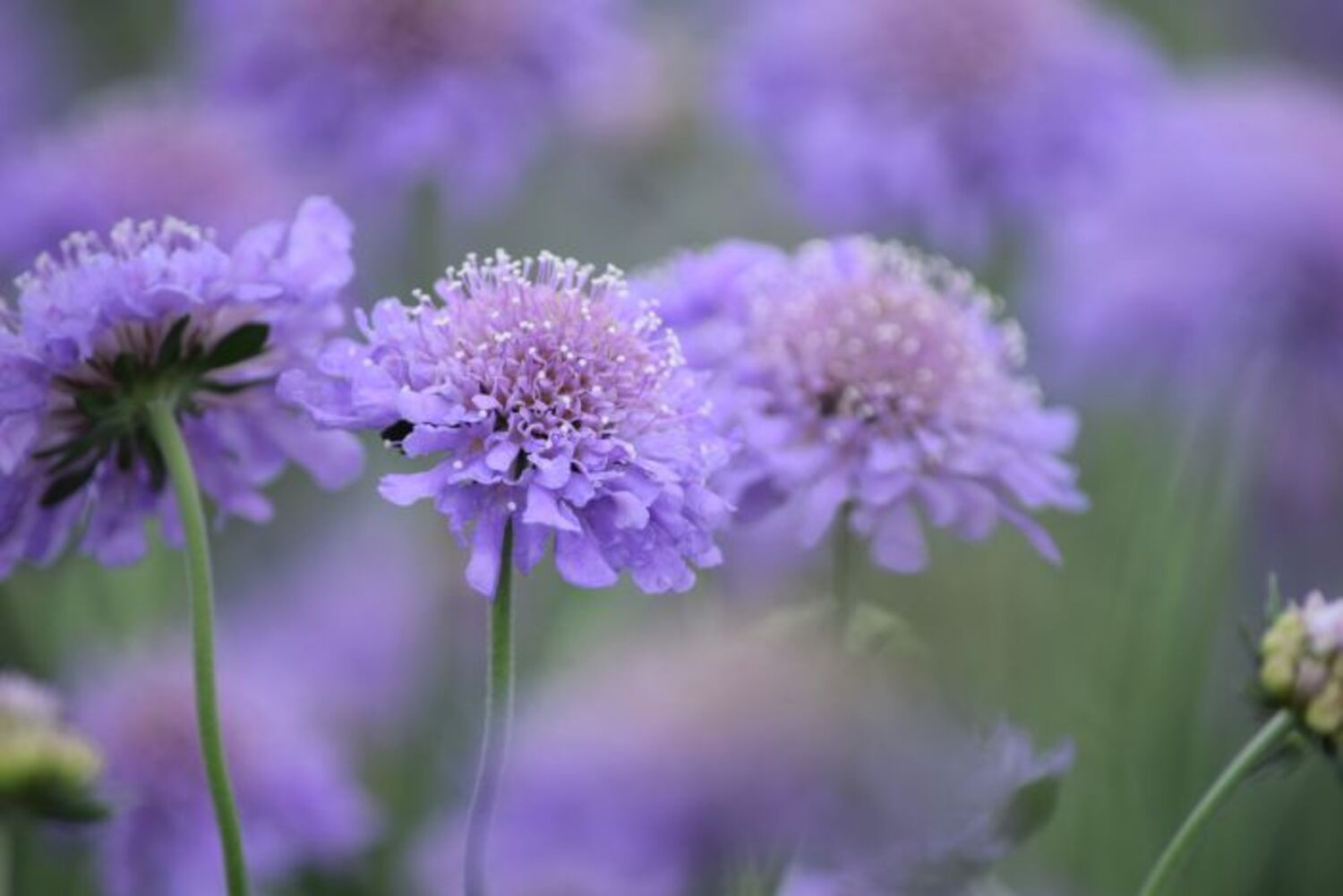 Scabiosa c. 'Butterfly Blue' from our grower