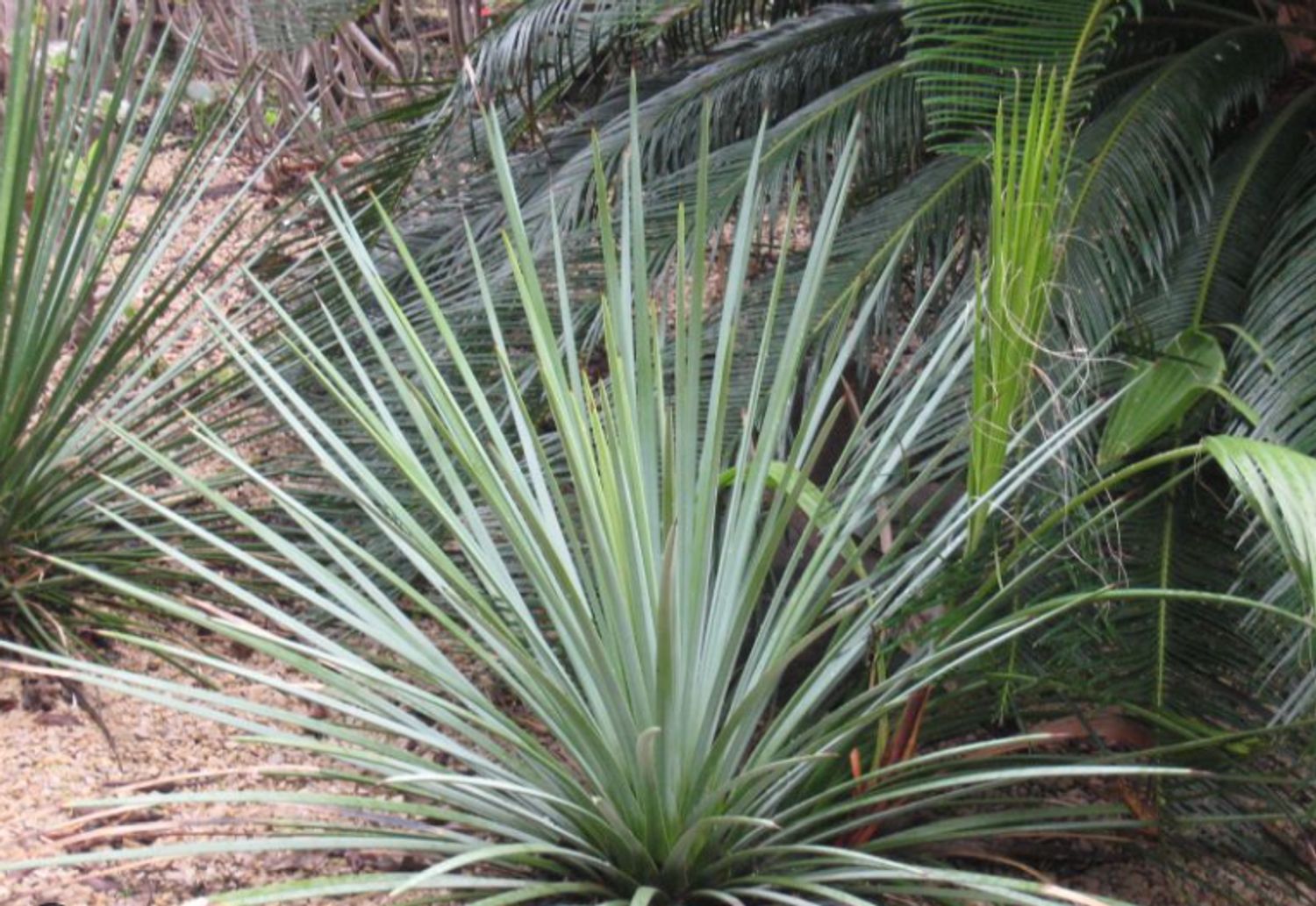 Agave striata subsp. falcata from our grower