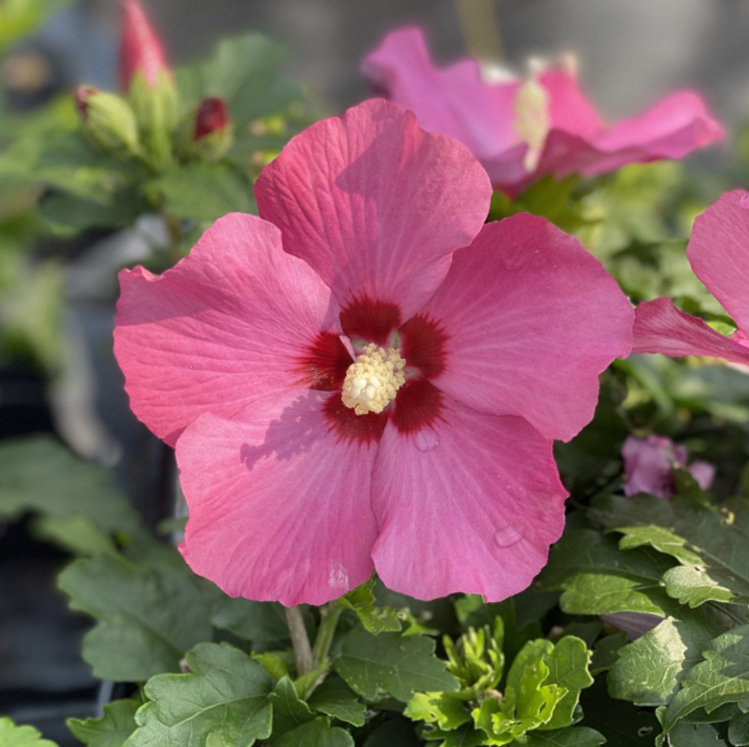 Hibiscus s. Paraplu Rouge® PW® "Rose of Sharon" from our grower