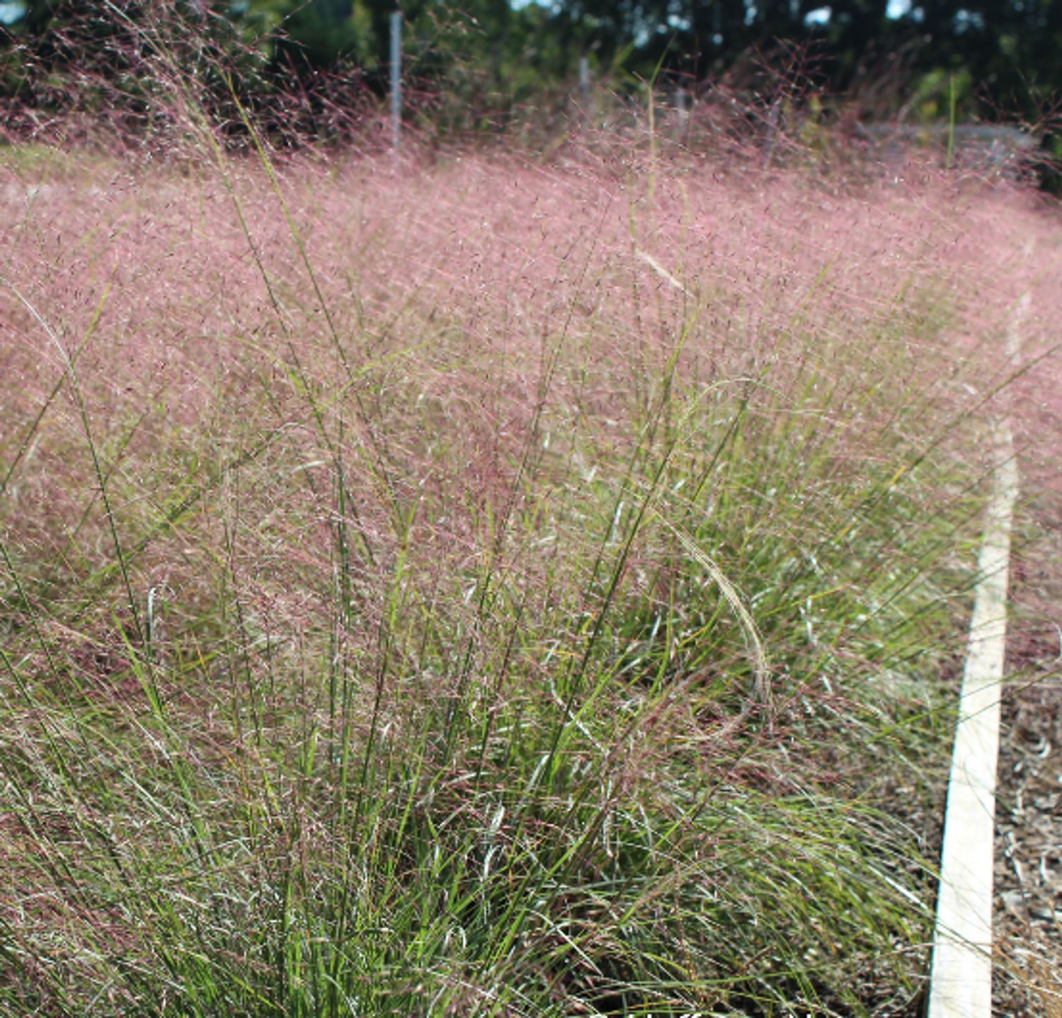 Muhlenbergia reverchonii 'Rosy' from our grower