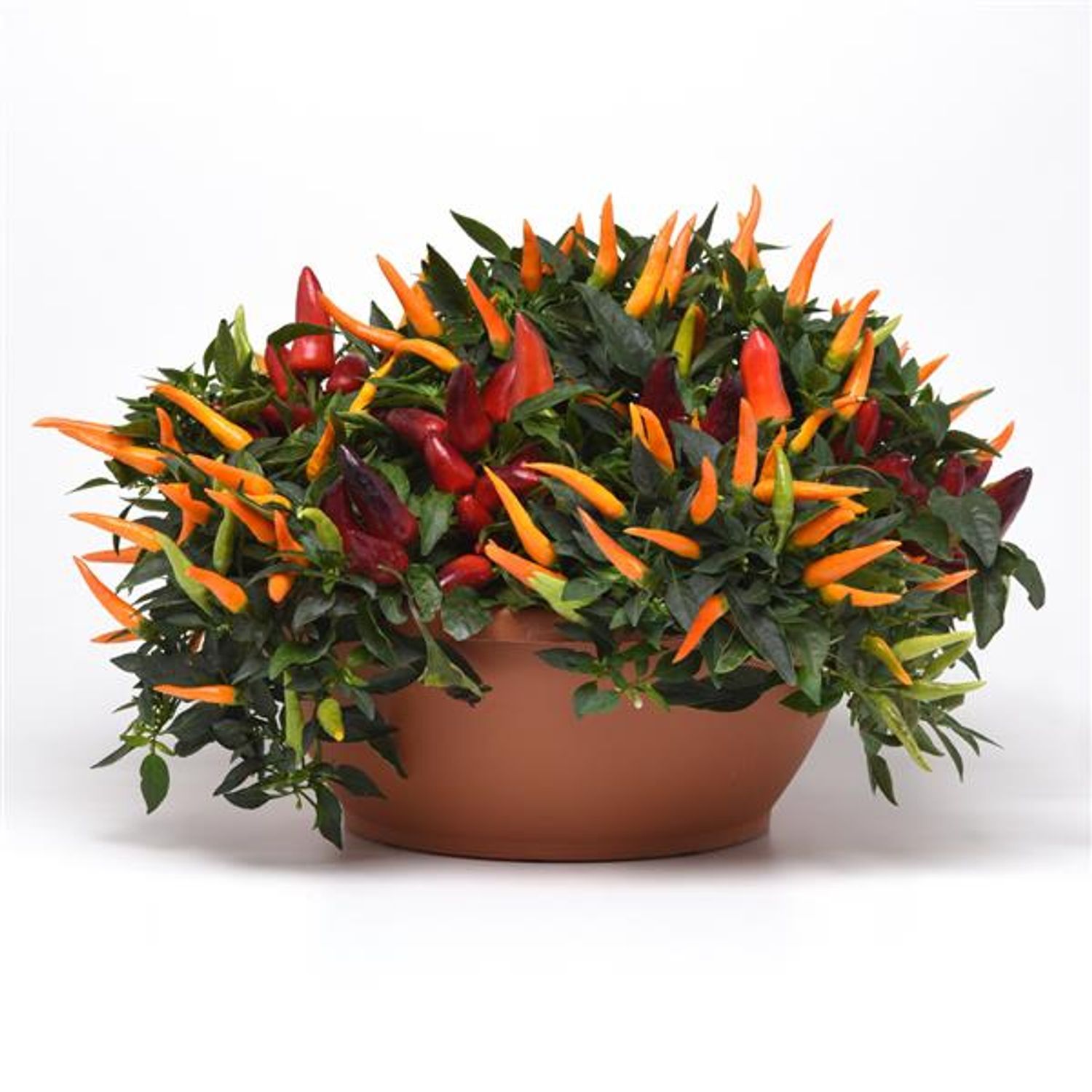 COMBO Pepper Color Carnival from our grower