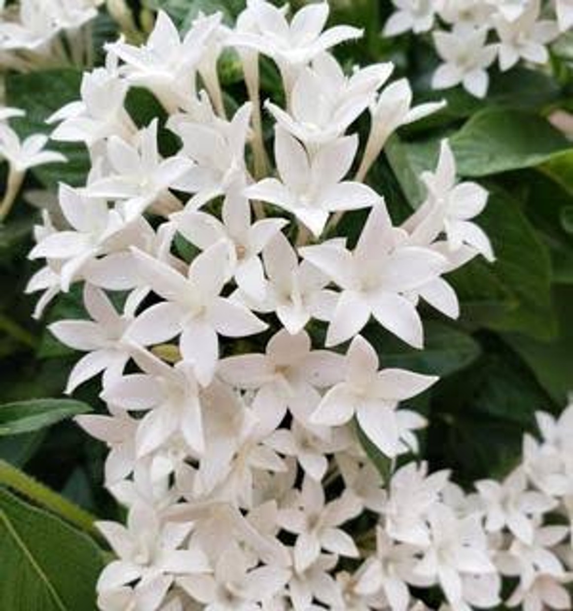 Pentas 'Streetart White' from our grower
