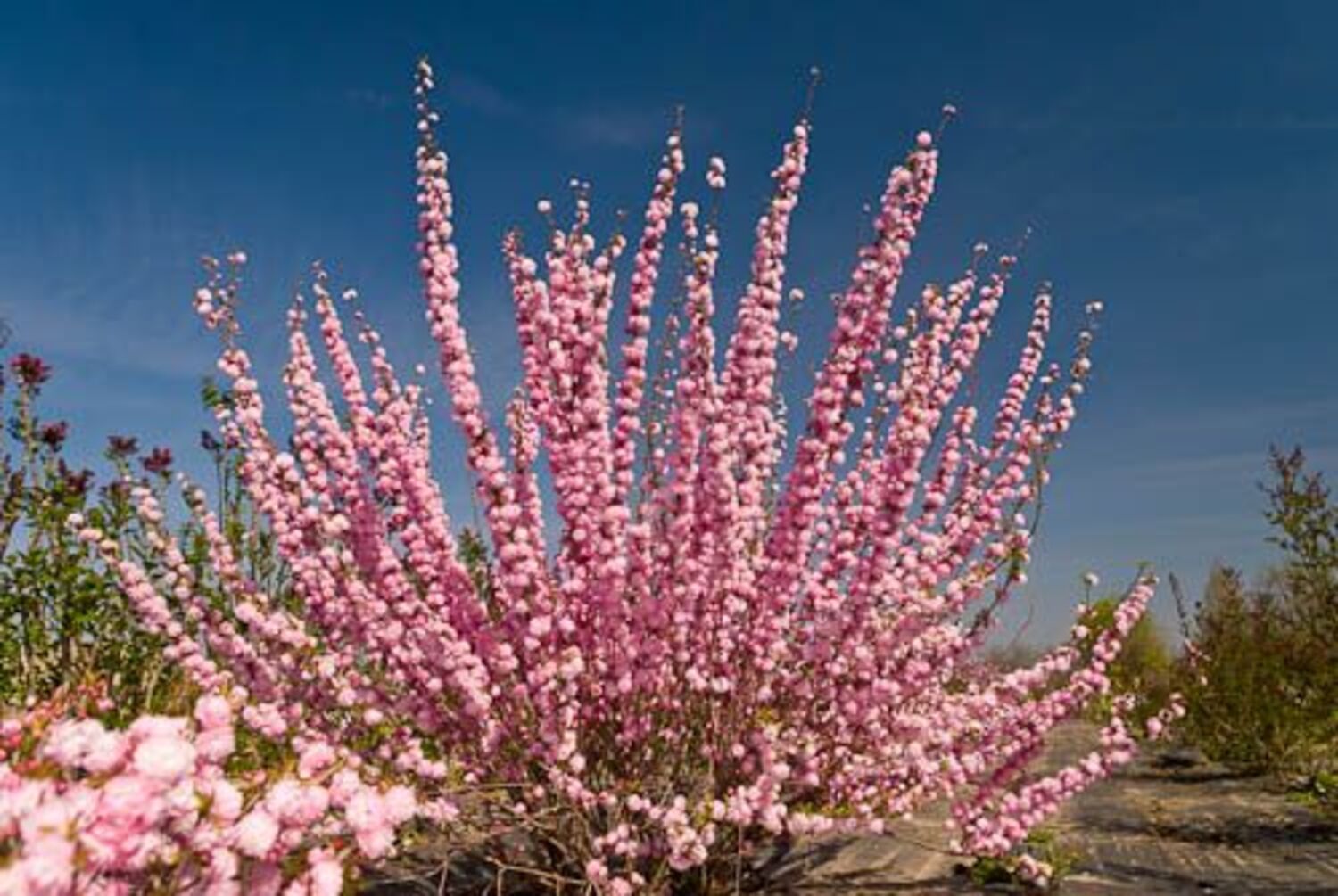 Prunus g. 'Rosea' "Flowering Almond" from our grower