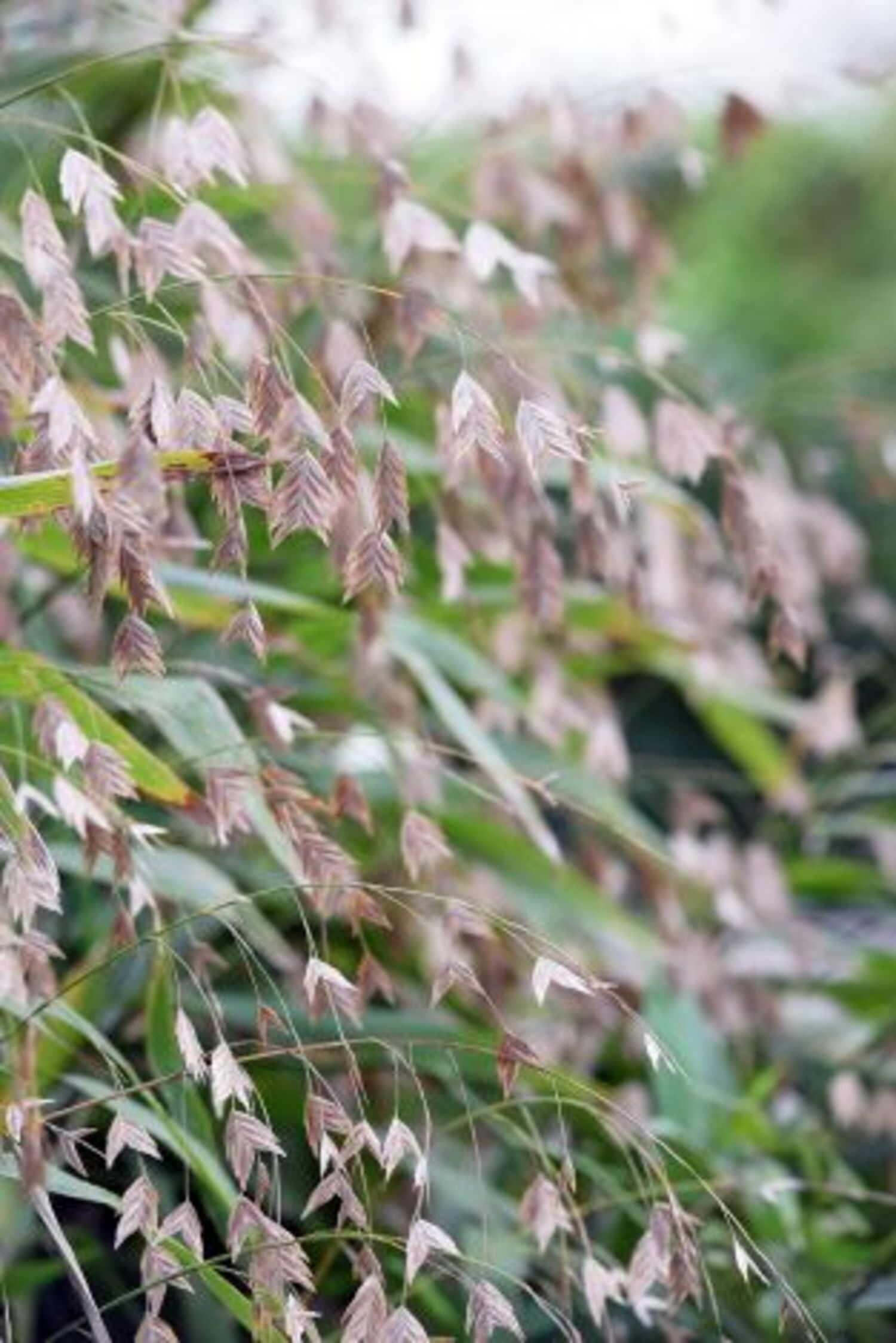 Chasmanthium l. "Inland Seaoats" from our grower