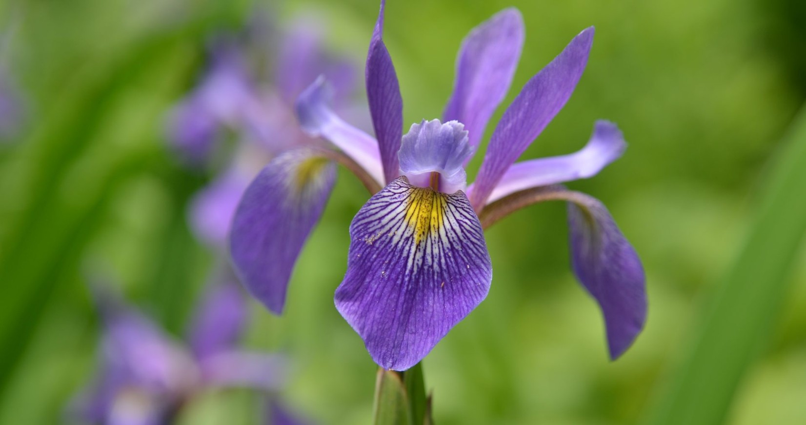 Iris versicolor 'Purple Flame' from our grower