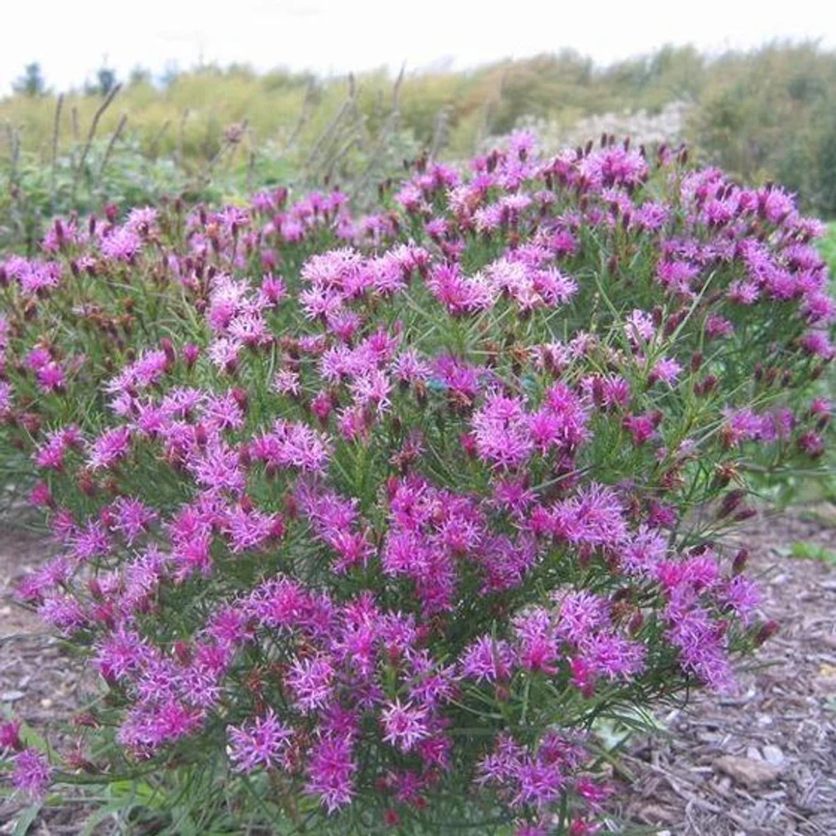 Vernonia lettermannii 'Iron Butterfly' from our grower