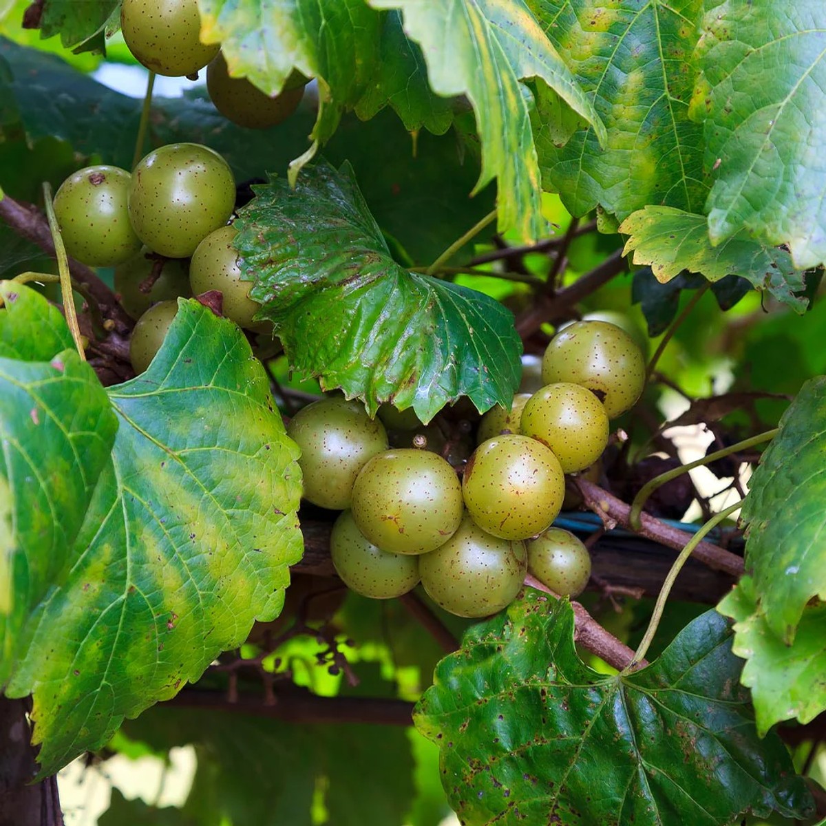 Vitis rotundifolia 'Carlos' from our grower