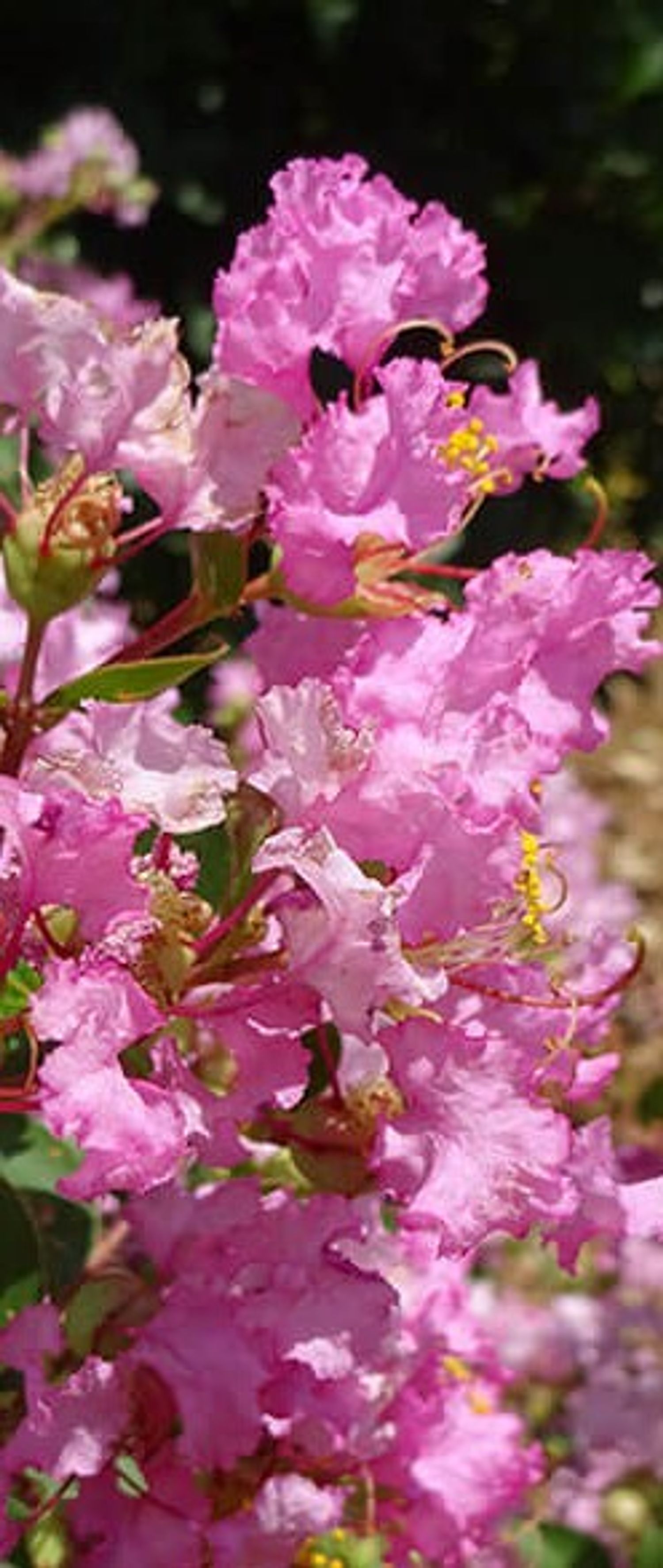 Lagerstroemia GreatMyrtle™ 'Cotton Candy' from our grower