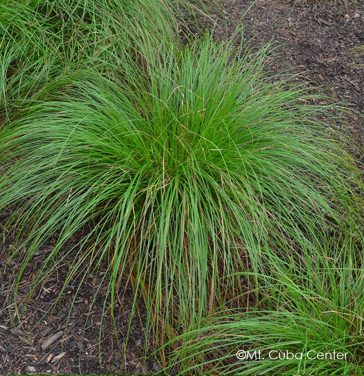 Carex leavenworthii 'Seagoville' from our grower