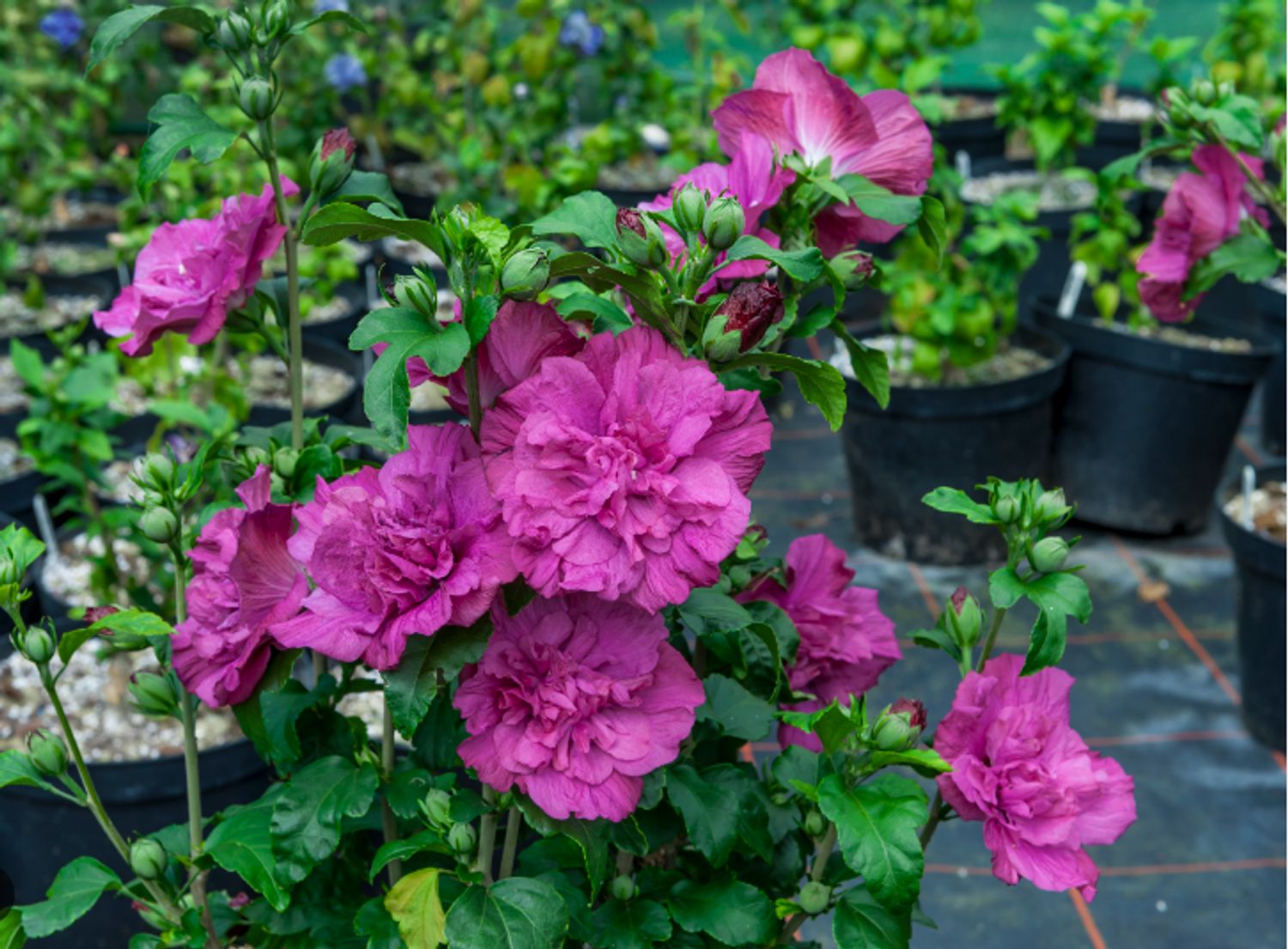 Hibiscus s. Magenta Chiffon PW® "Rose of Sharon" from our grower