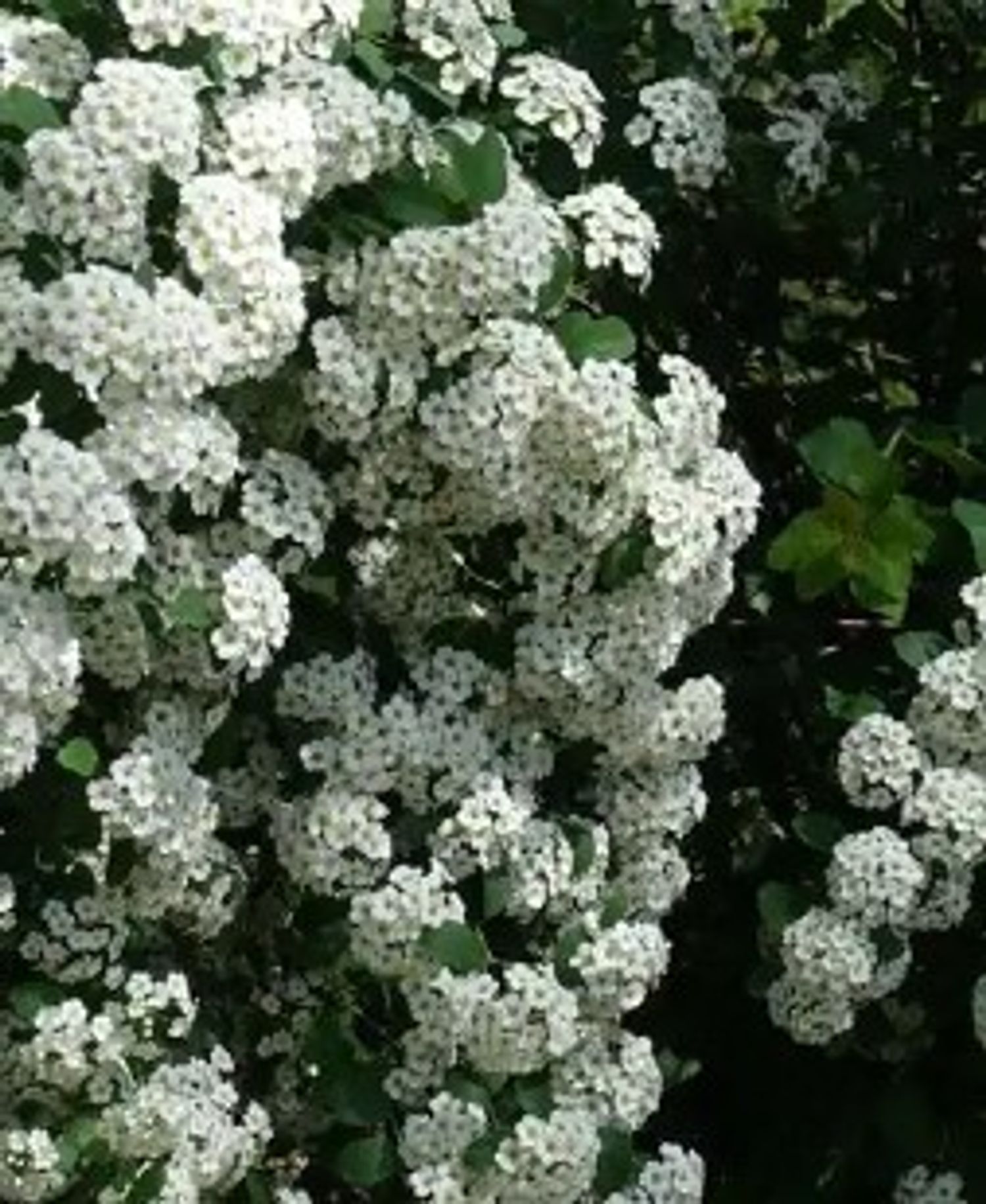 Spirea c. 'Reeves' from our grower