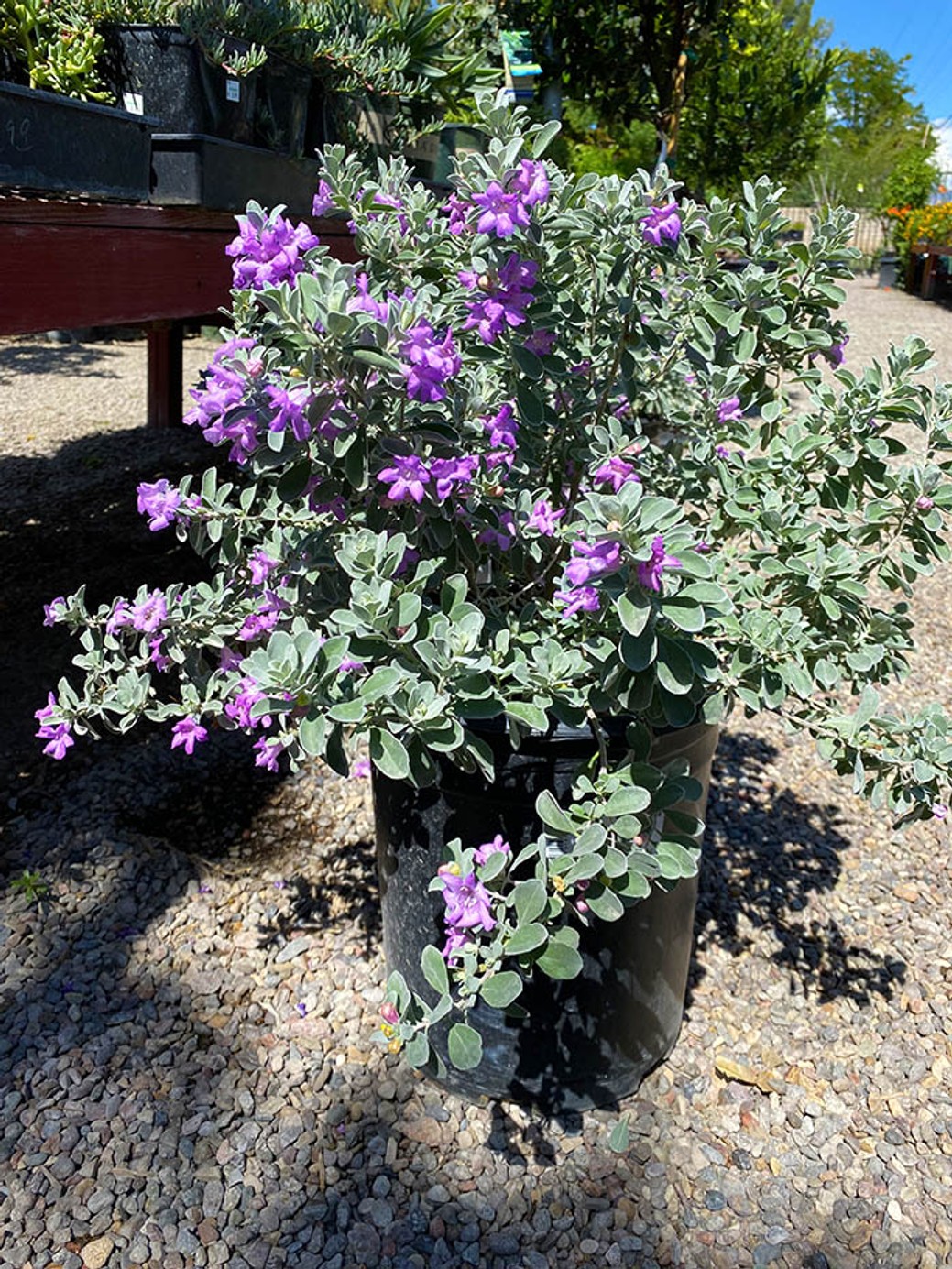 Leucophyllum 'Compacta'  "TX Sage" from our grower