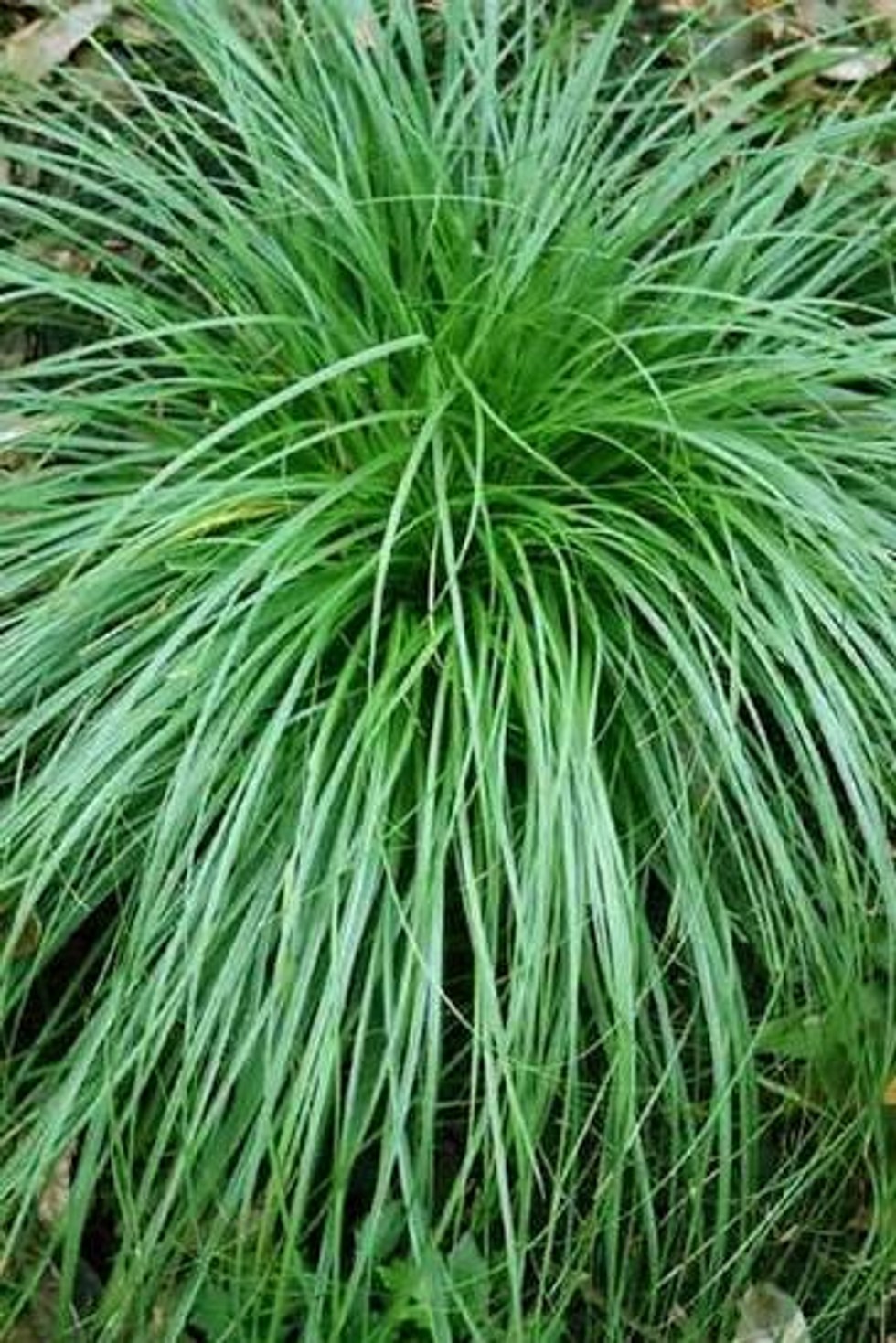 Carex cherokeensis from our grower