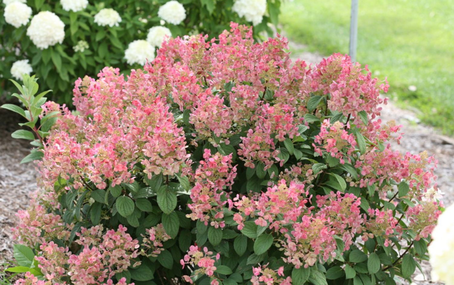 Hydrangea p. Little Quick Fire® PW® from our grower