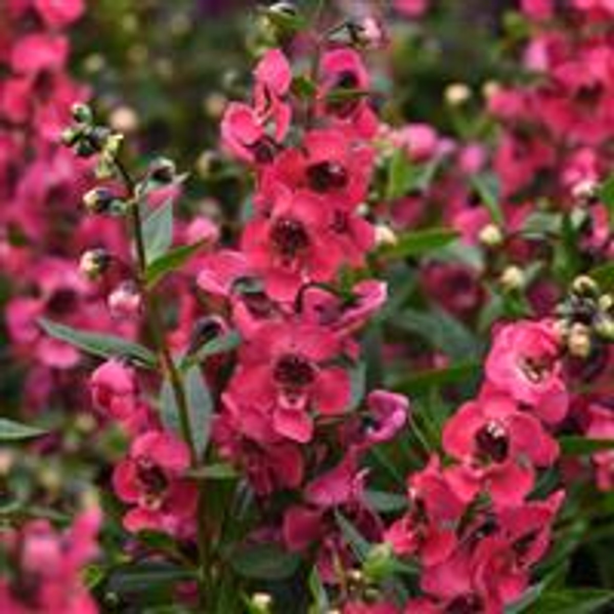 Angelonia 'Serenita Cherry Red' from our grower