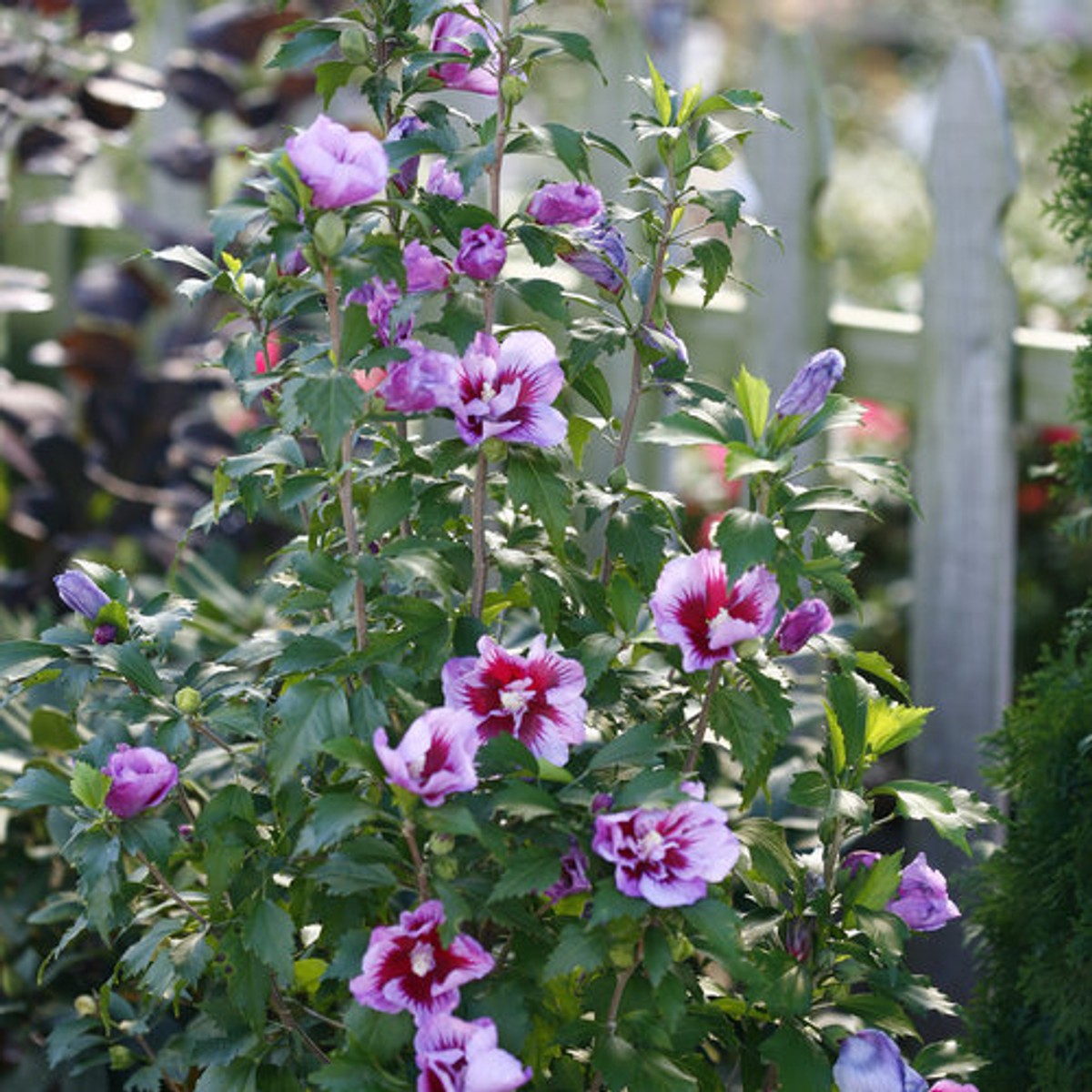 Hibiscus s. Purple Pillar® PW® "Rose of Sharon" from our grower