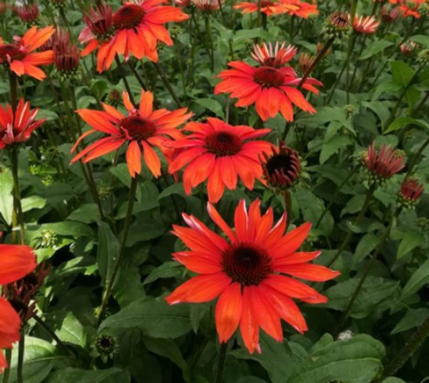 Echinacea 'Panama™ Red' from our grower
