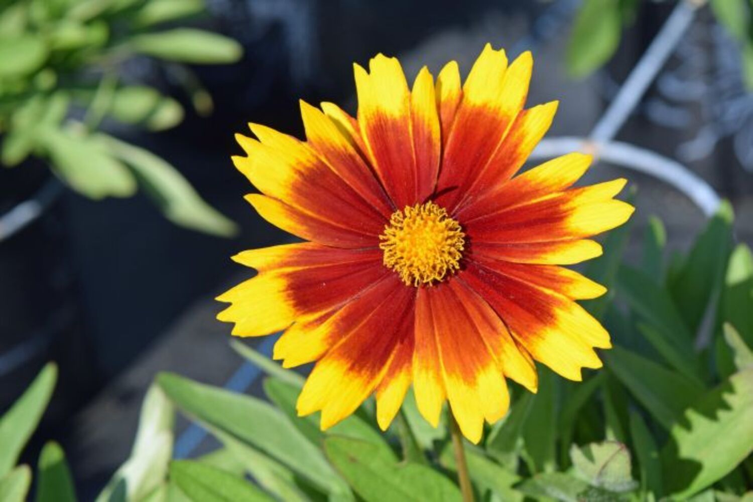 Coreopsis g. 'Uptick Gold & Bronze' from our grower
