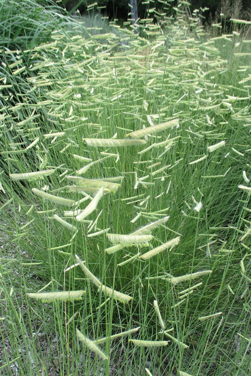 Bouteloua gracilis 'Mozzie' from our grower