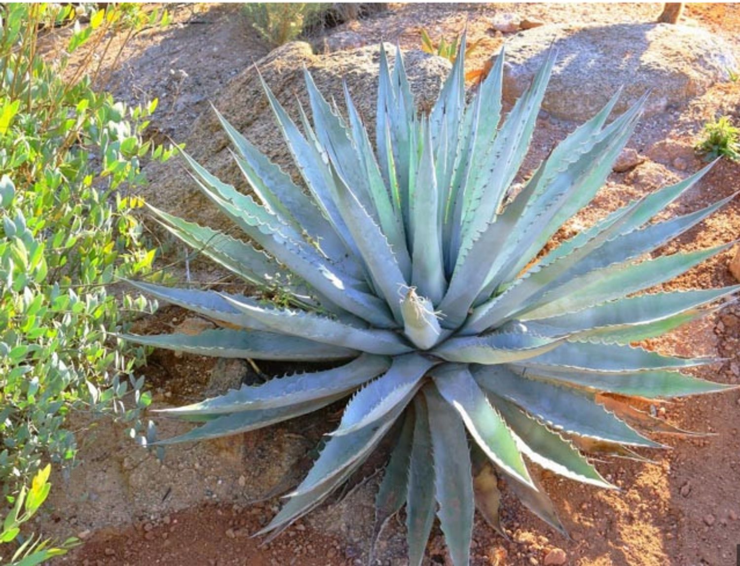 Agave chrysantha from our grower