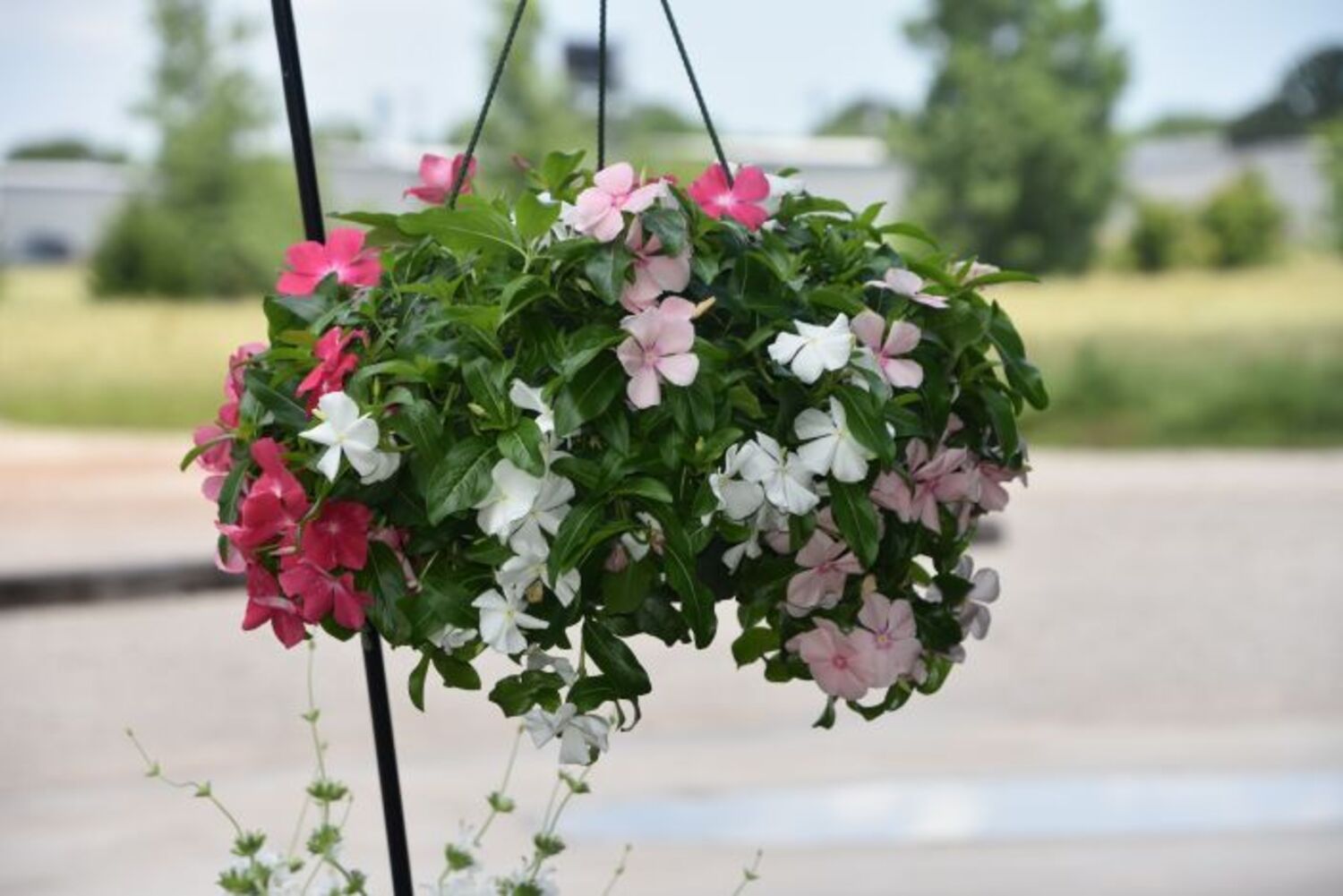 Vinca 'Mediterranean XP Mix' for sale in Dallas–Fort Worth