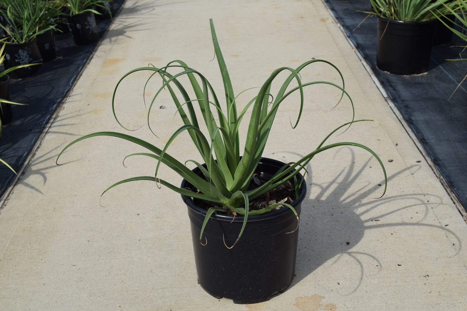 Agave bracteosa (8a) from our grower
