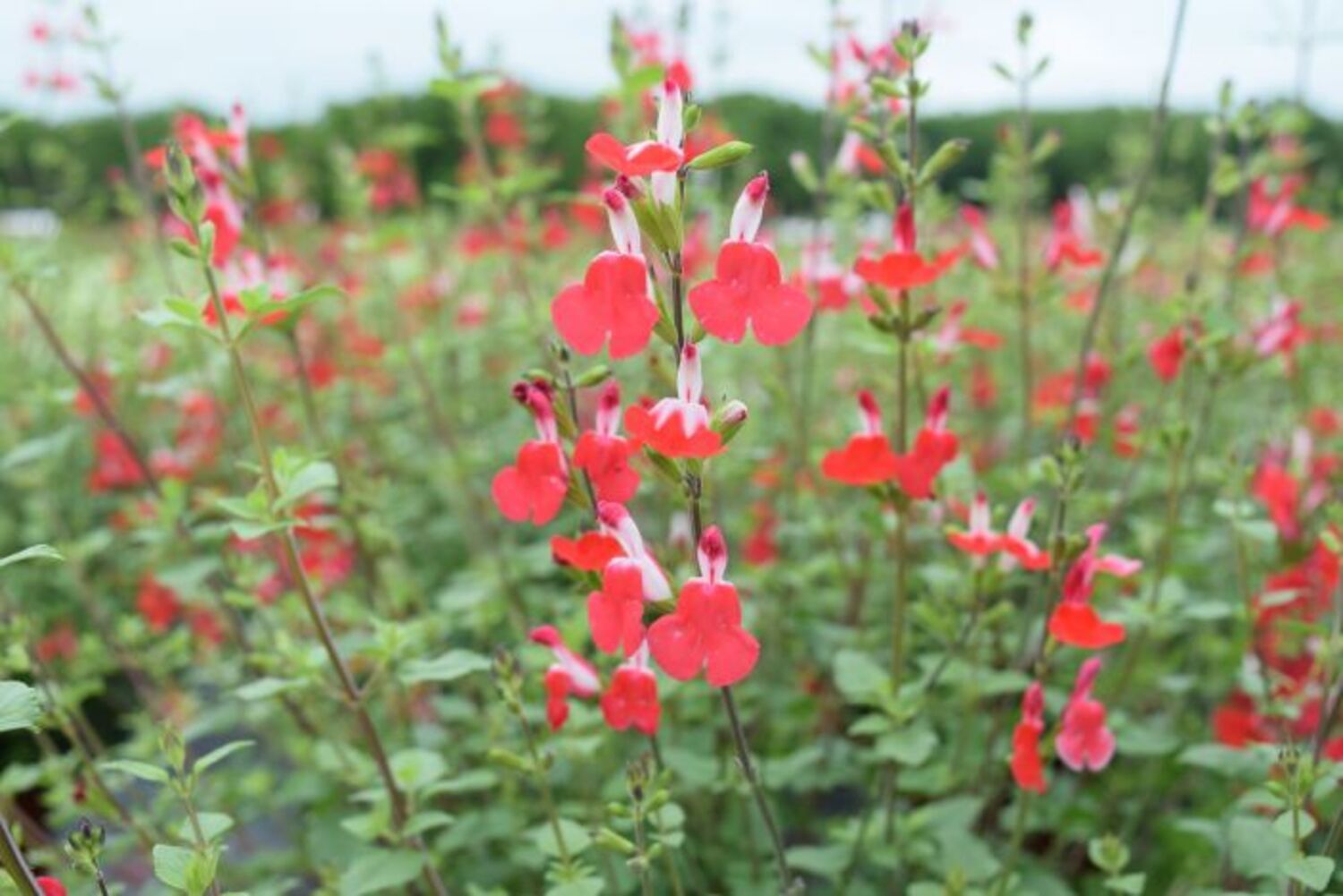 Salvia m. 'Hot Lips' from our grower