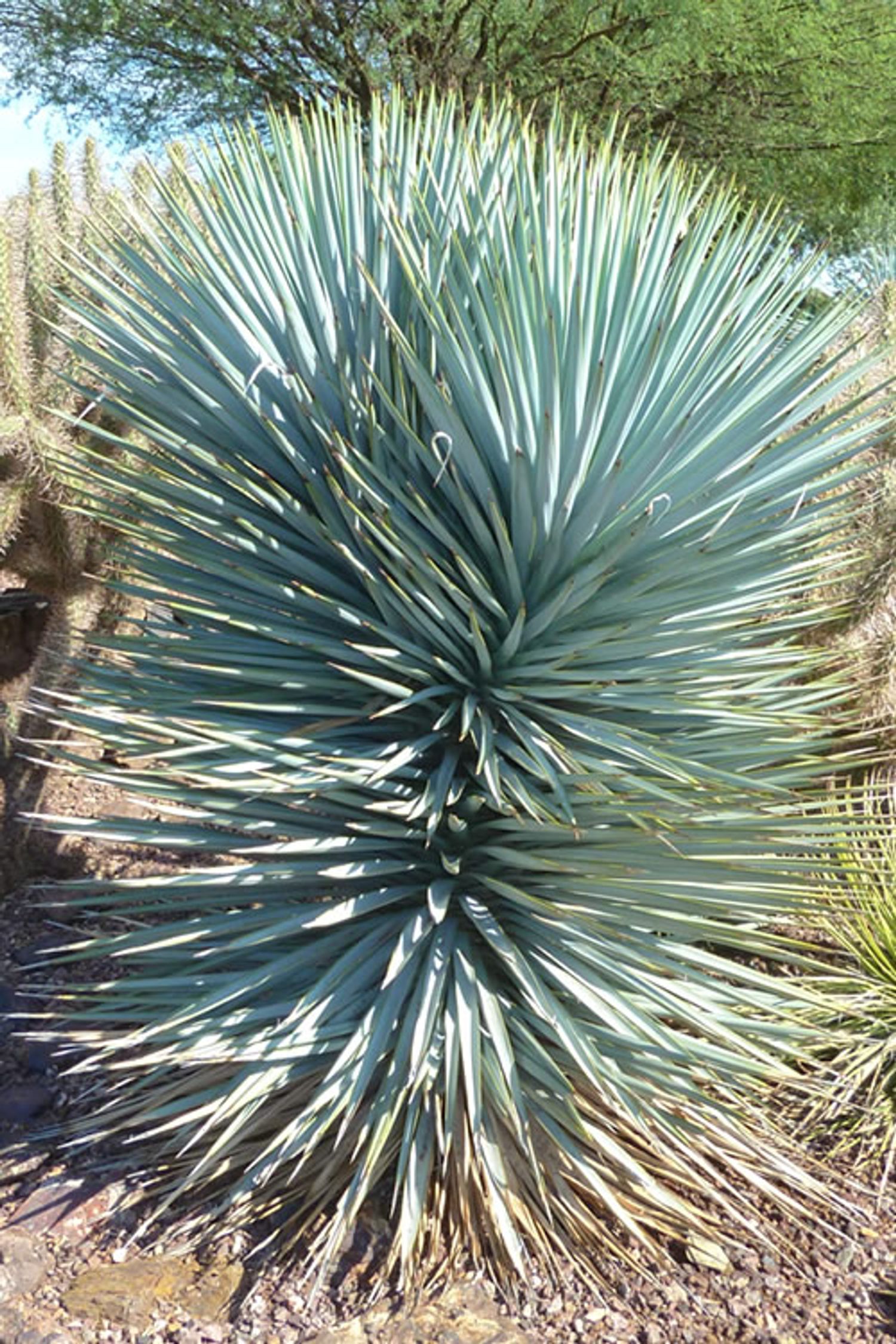 Yucca 'Blue Sentry' from our grower